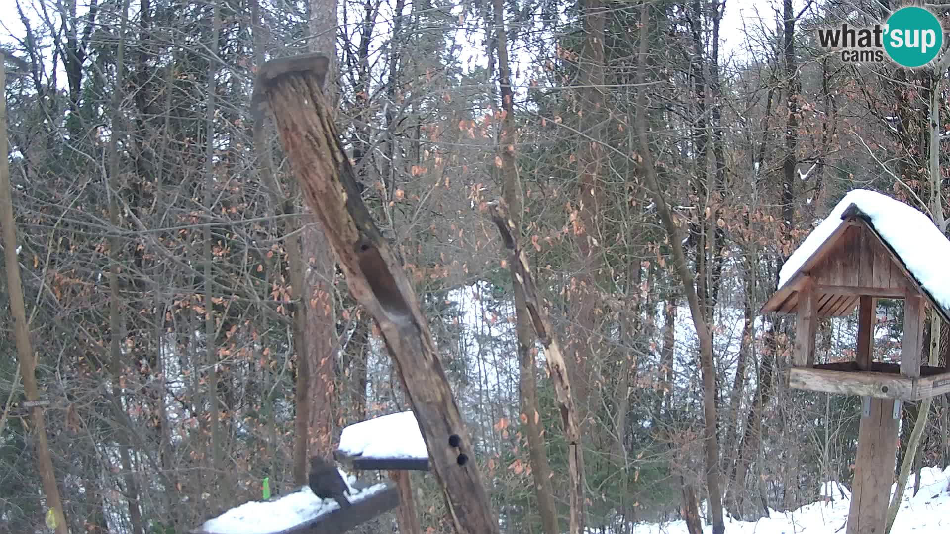 Bird feeders at ZOO Ljubljana webcam