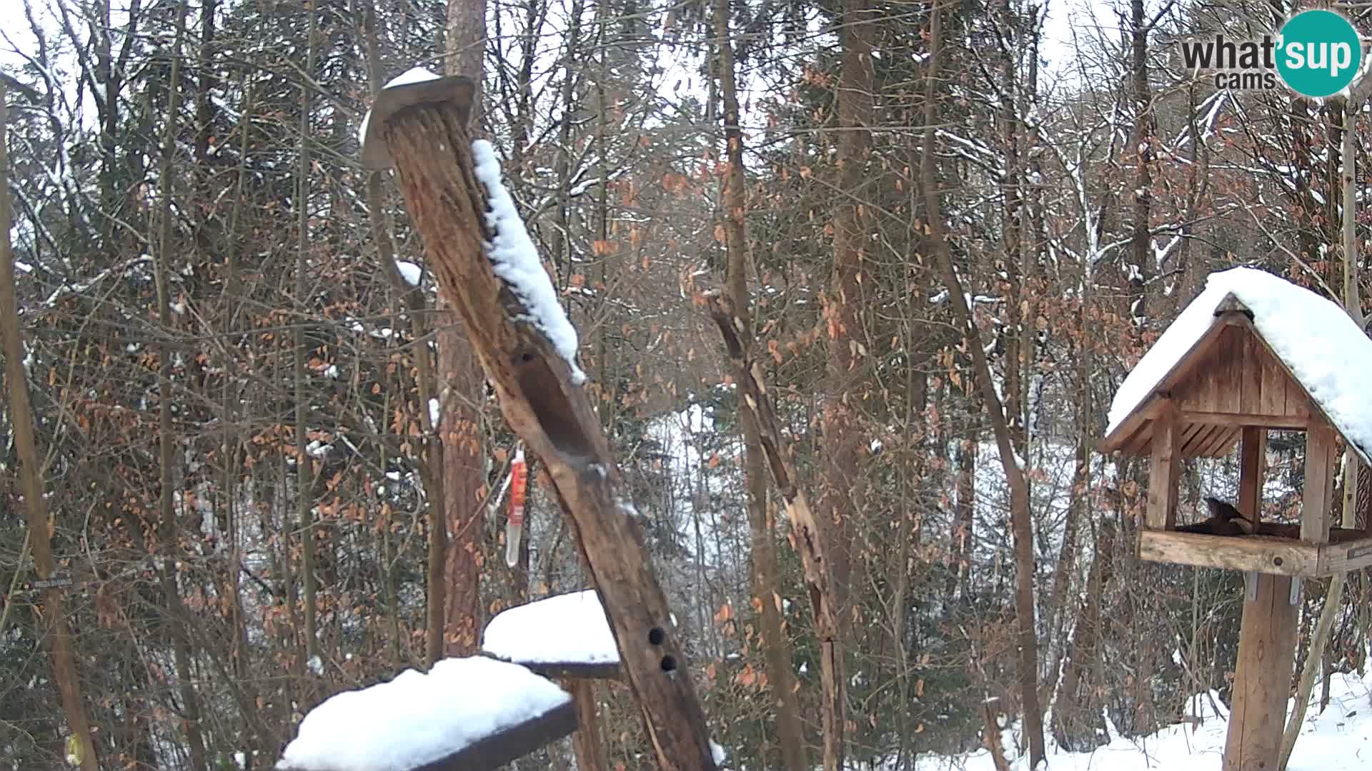 Mangeoires pour oiseaux au ZOO live webcam Ljubljana