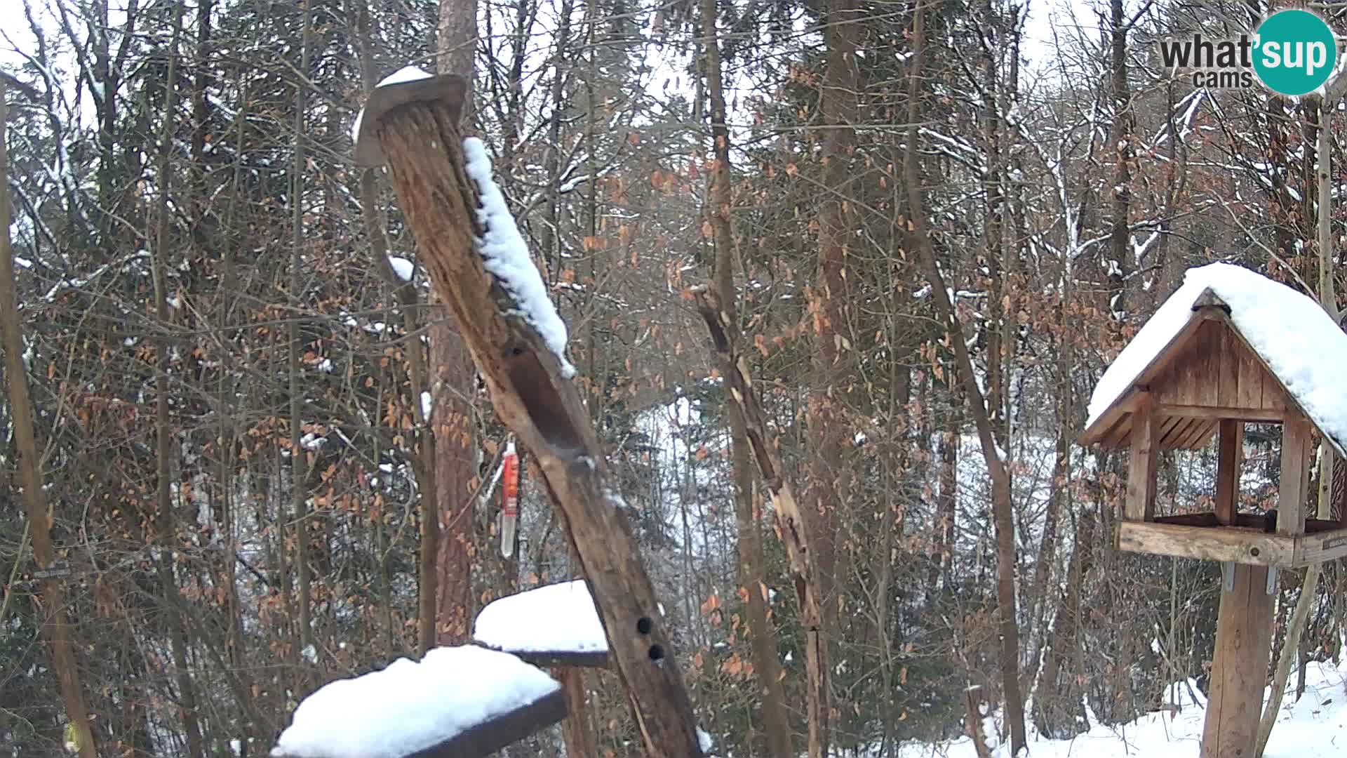 Hranilice za ptice u ZOO web kamera Ljubljana