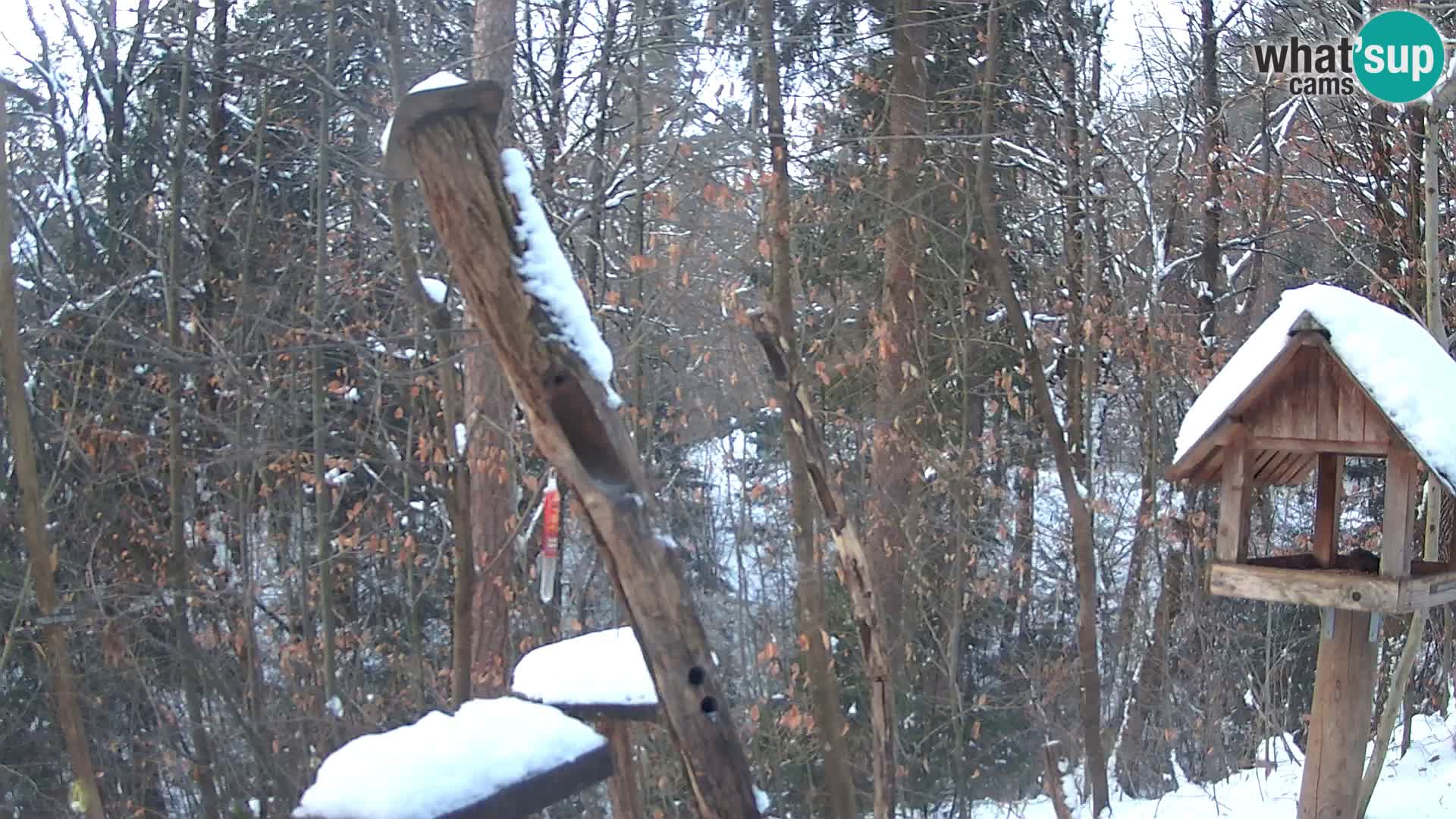 Mangiatoie per uccelli allo ZOO di Lubiana livecam