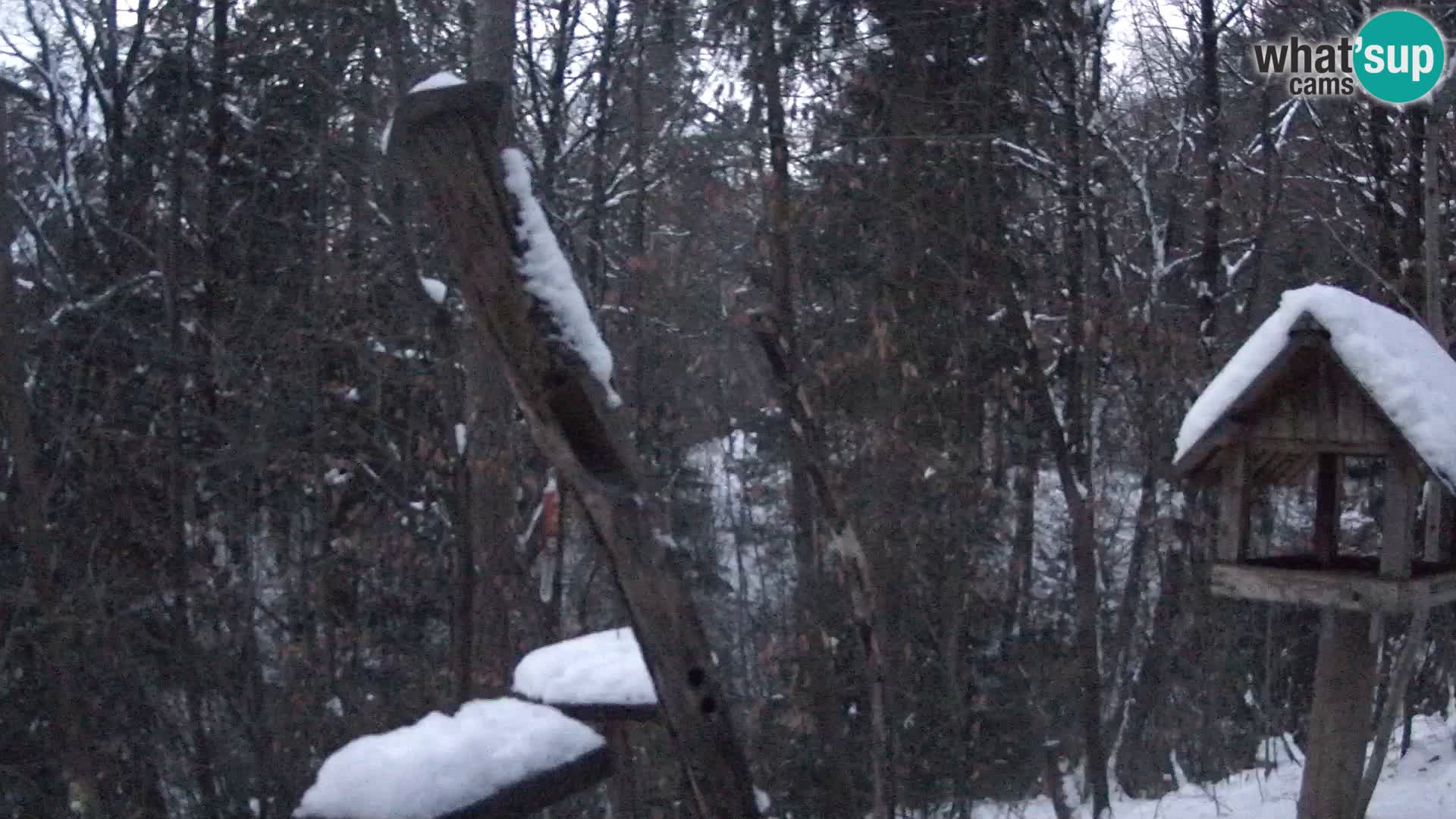 Vogelfutterhäuschen im ZOO webcam Ljubljana