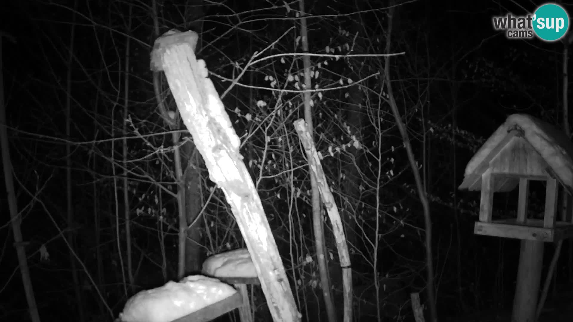 Bird feeders at ZOO Ljubljana webcam