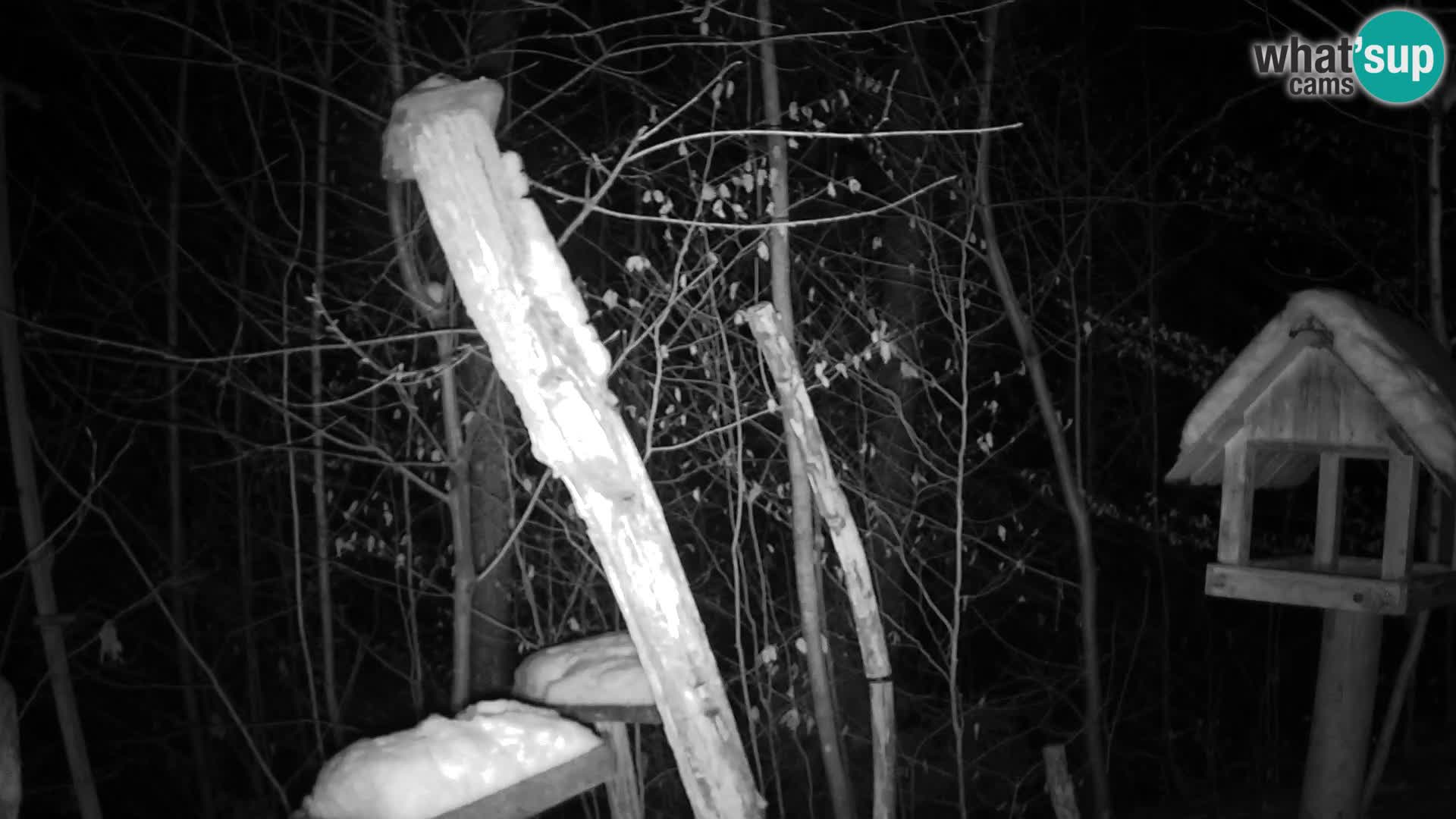 Krmilnice za ptiče v ZOO Ljubljana spletna kamera