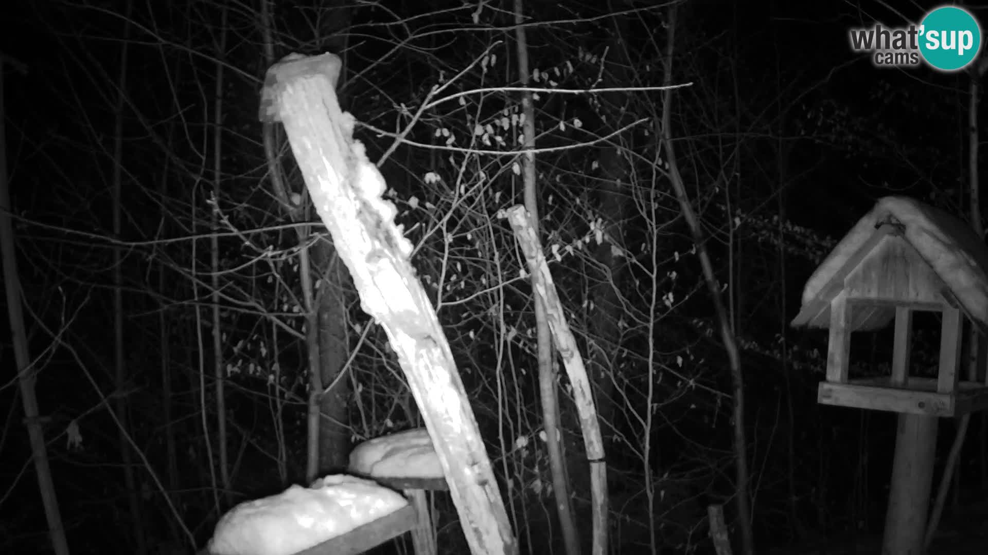 Bird feeders at ZOO Ljubljana webcam