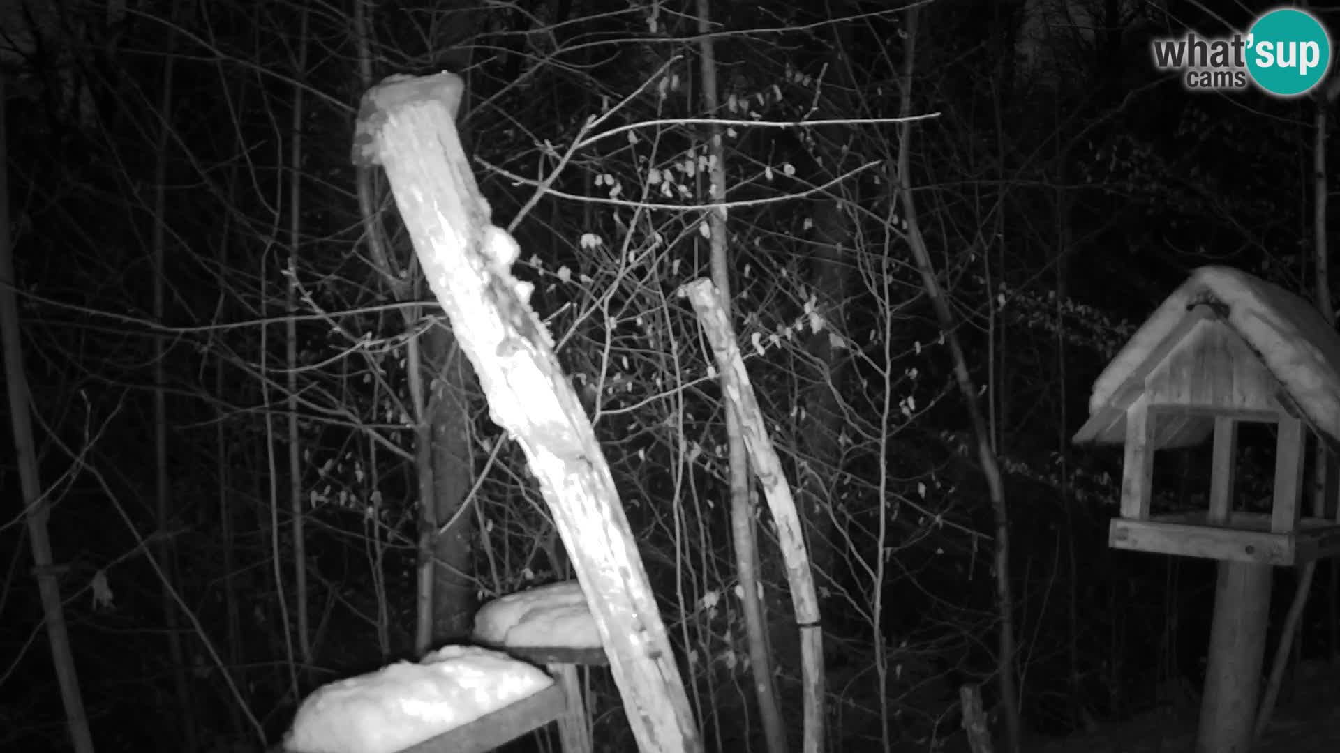 Mangiatoie per uccelli allo ZOO di Lubiana livecam