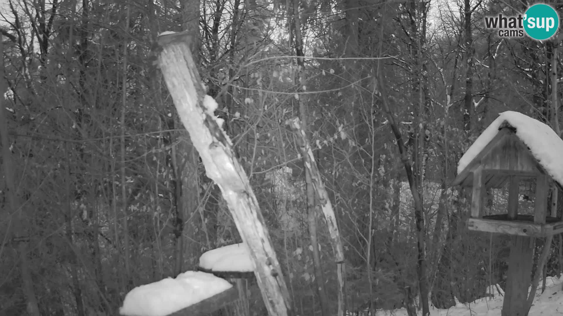 Mangeoires pour oiseaux au ZOO live webcam Ljubljana