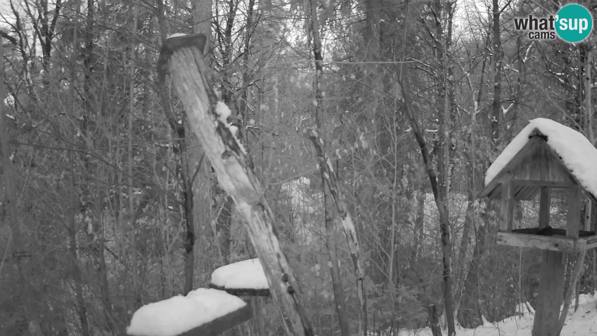 Vogelfutterhäuschen im ZOO webcam Ljubljana