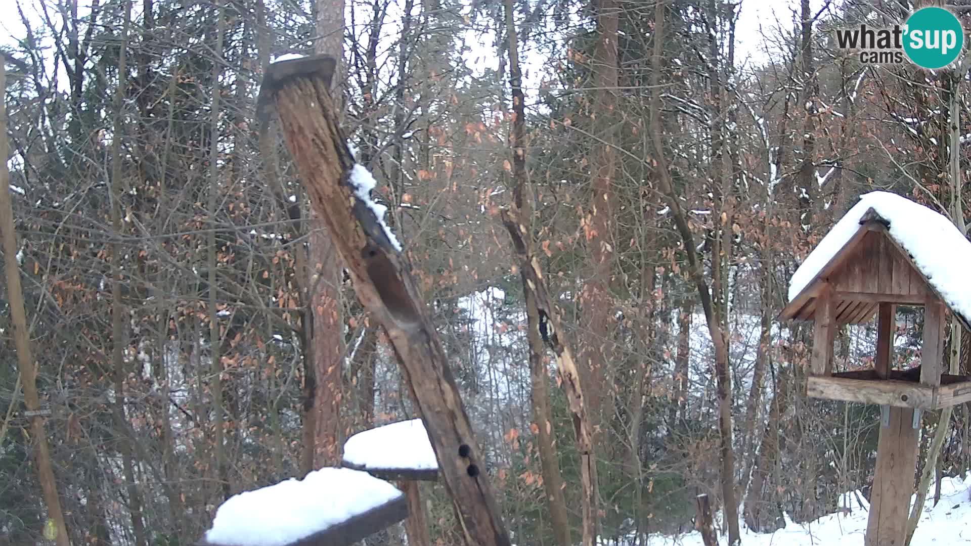 Hranilice za ptice u ZOO web kamera Ljubljana