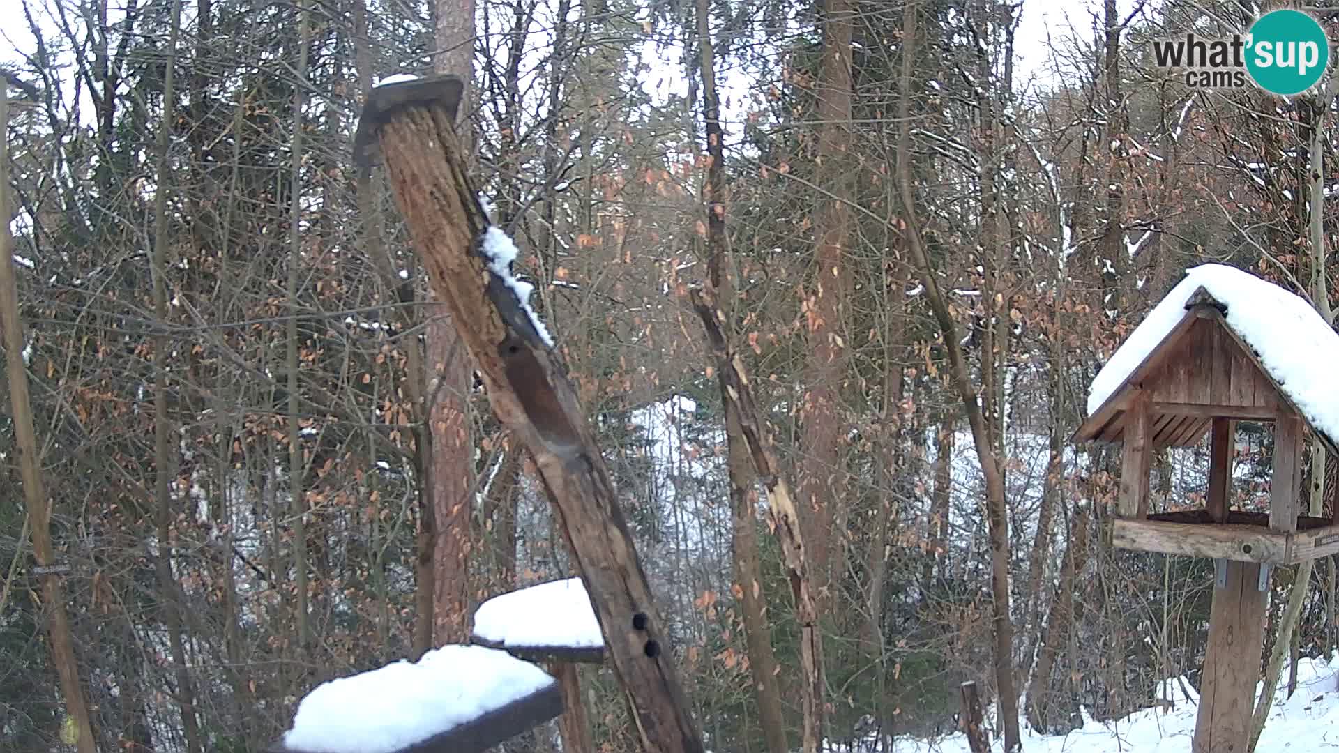 Krmilnice za ptiče v ZOO Ljubljana spletna kamera