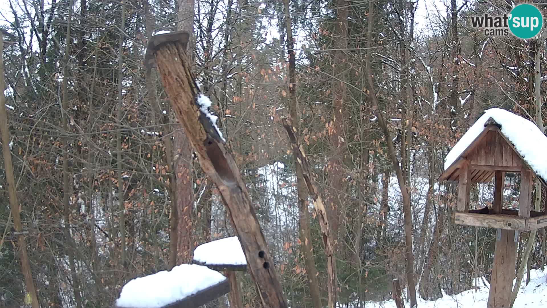 Mangiatoie per uccelli allo ZOO di Lubiana livecam