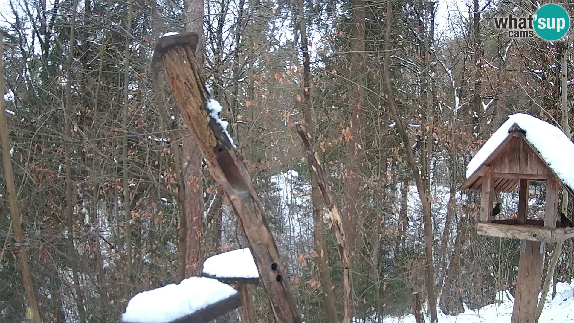 Hranilice za ptice u ZOO web kamera Ljubljana