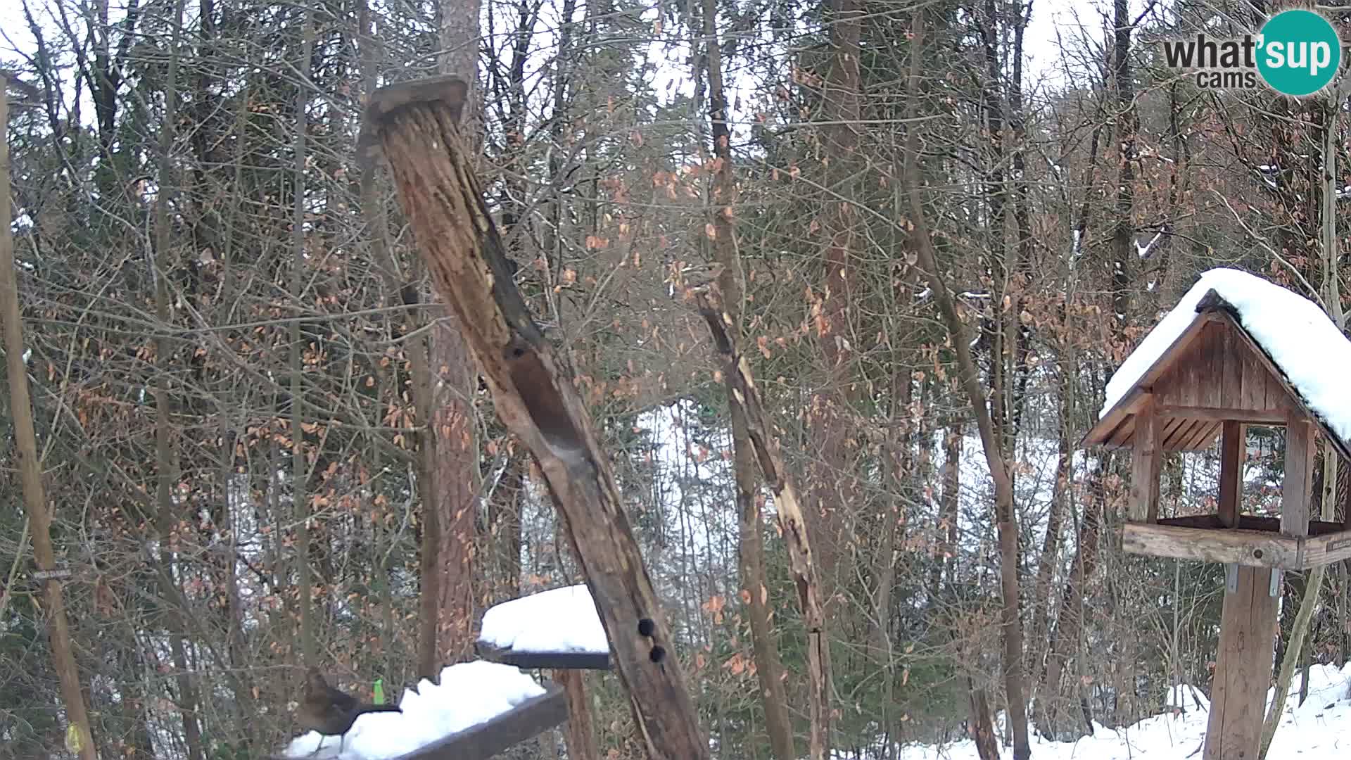 Hranilice za ptice u ZOO web kamera Ljubljana