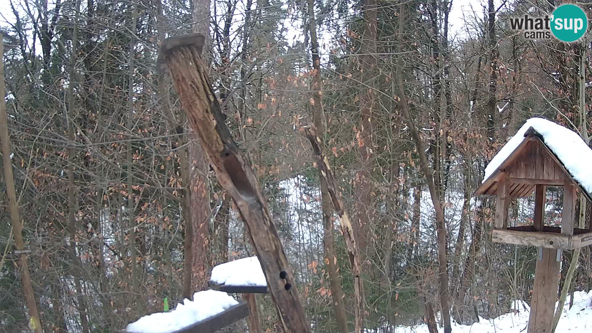 Hranilice za ptice u ZOO web kamera Ljubljana