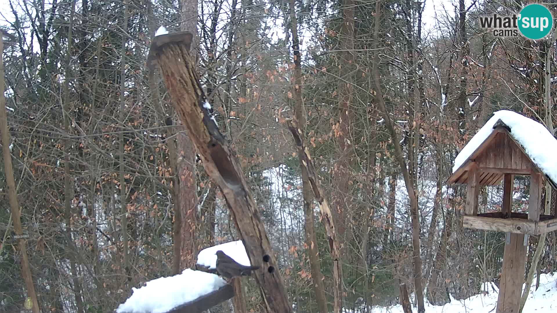 Hranilice za ptice u ZOO web kamera Ljubljana