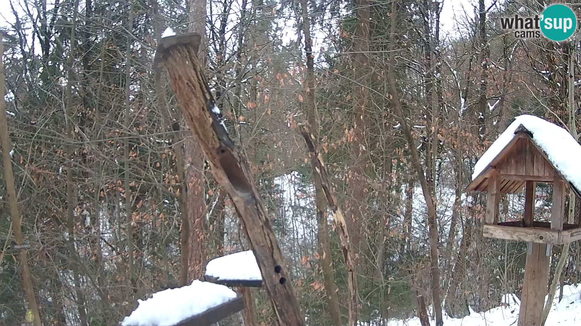 Comederos para pájaros en ZOO Ljubljana camera en vivo
