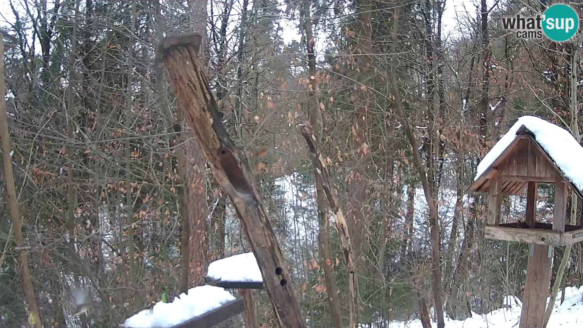 Comederos para pájaros en ZOO Ljubljana camera en vivo