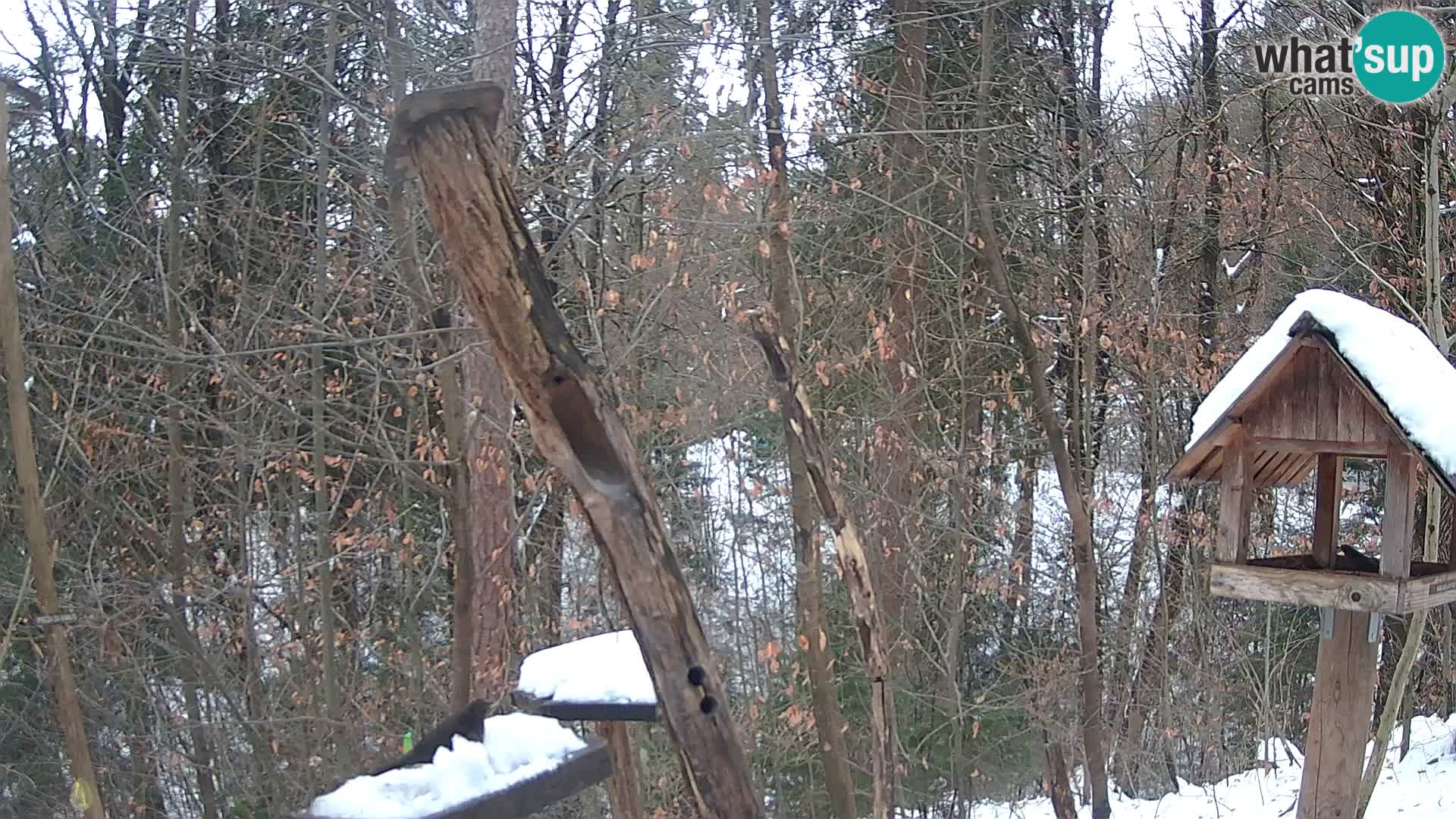 Krmilnice za ptiče v ZOO Ljubljana spletna kamera