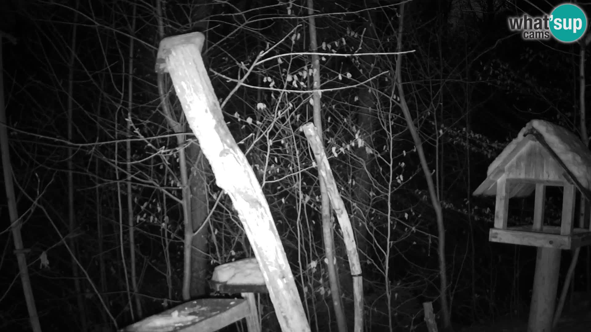 Mangeoires pour oiseaux au ZOO live webcam Ljubljana