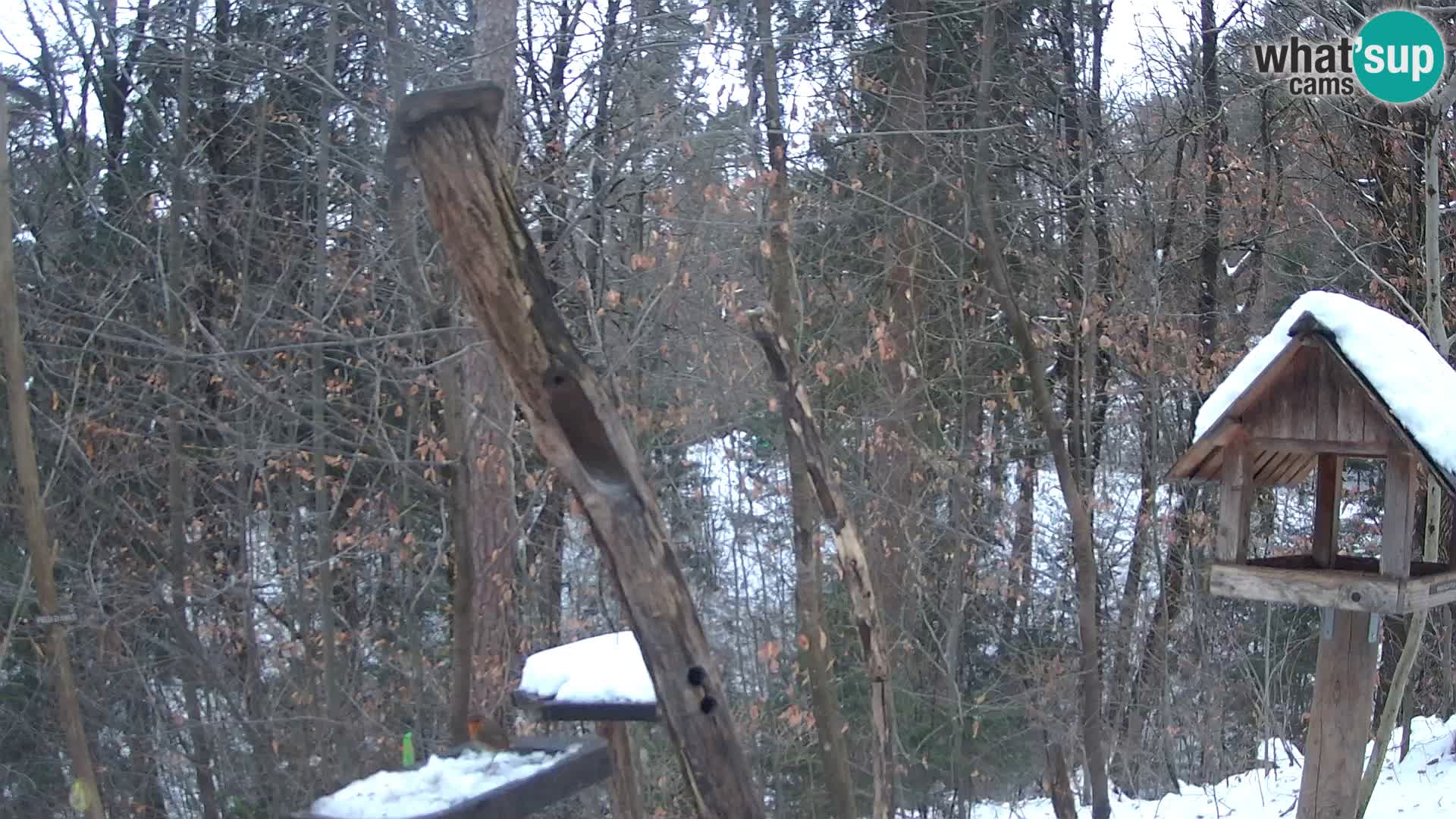 Mangeoires pour oiseaux au ZOO live webcam Ljubljana