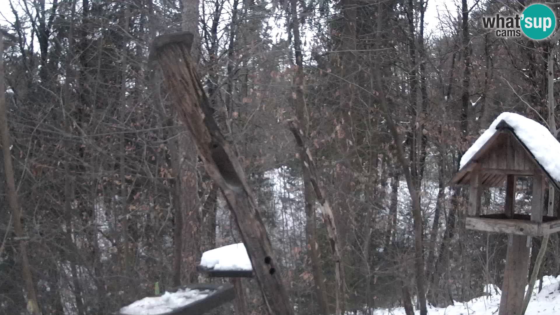 Comederos para pájaros en ZOO Ljubljana camera en vivo