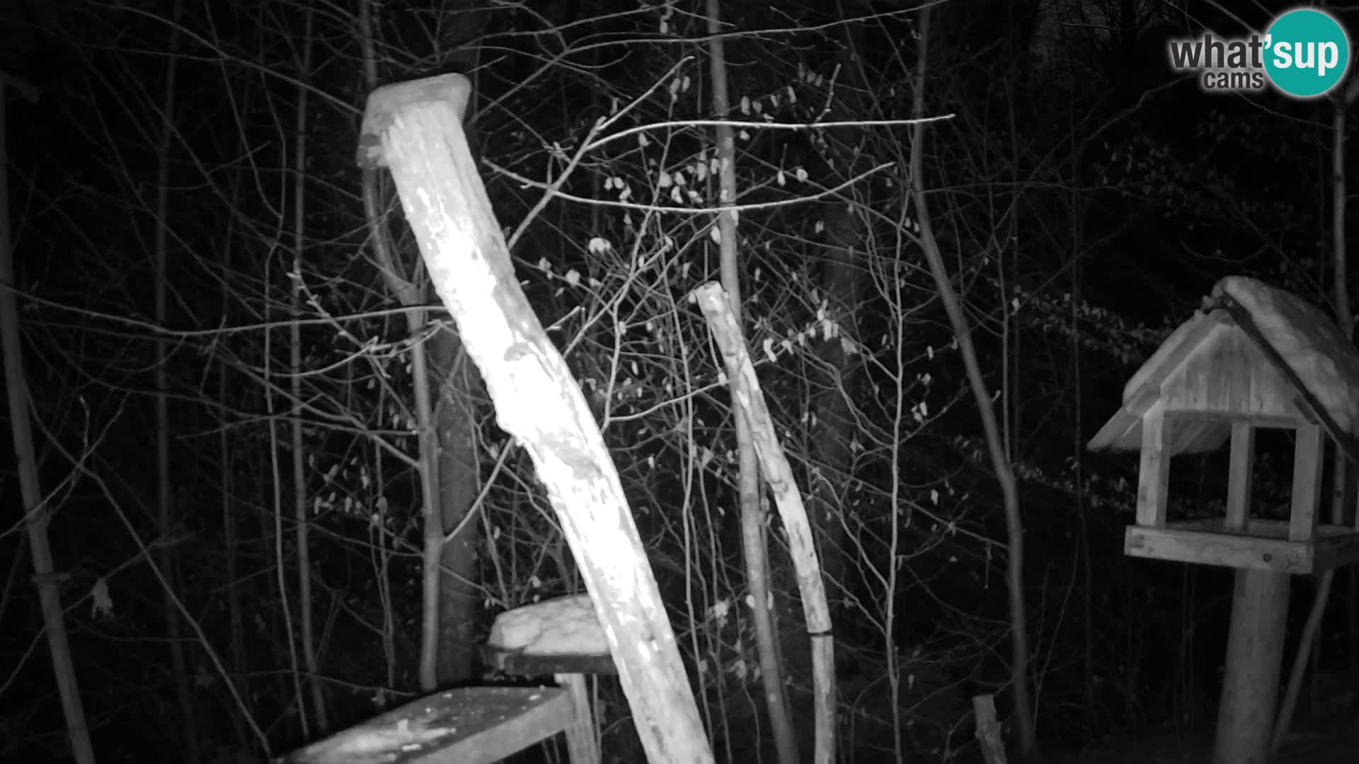 Bird feeders at ZOO Ljubljana webcam