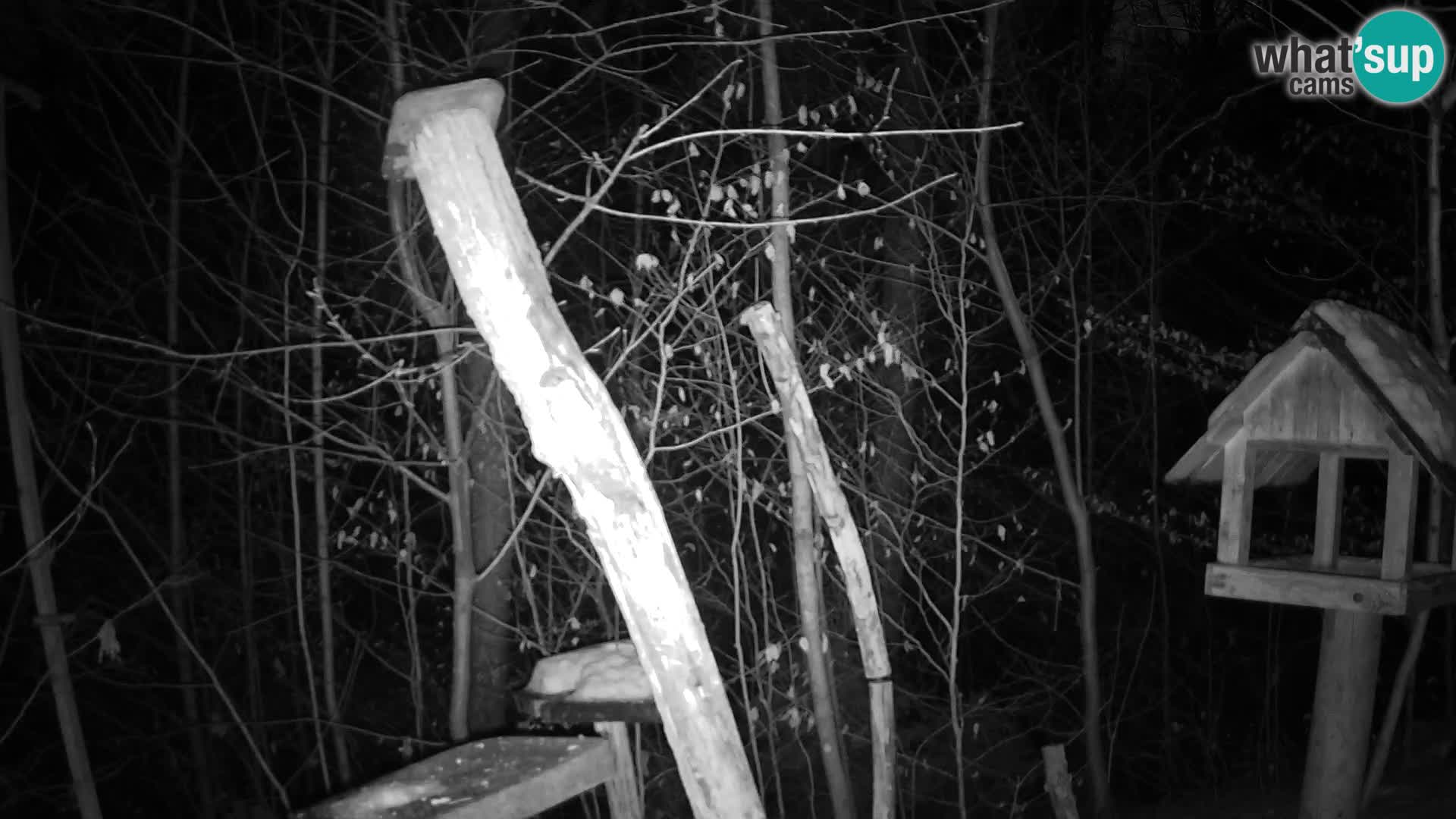 Bird feeders at ZOO Ljubljana webcam