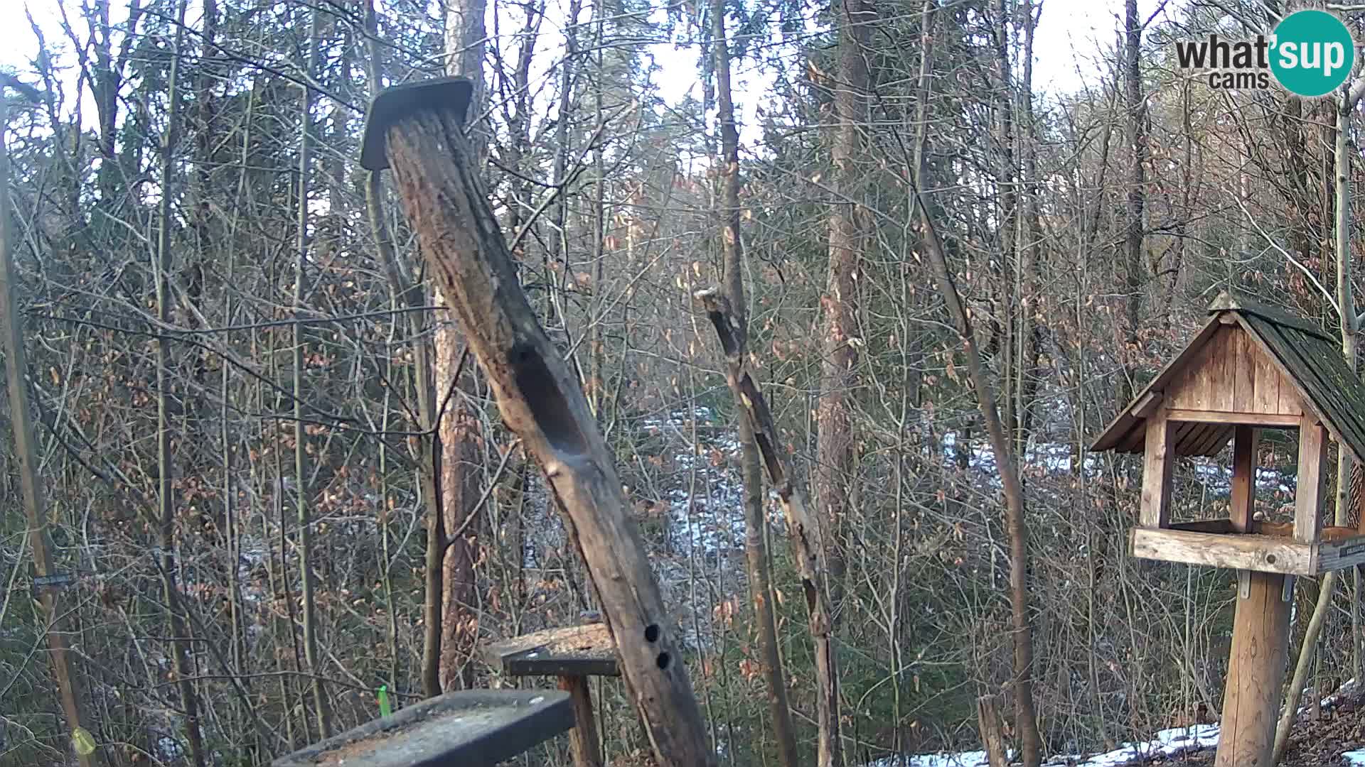 Krmilnice za ptiče v ZOO Ljubljana spletna kamera