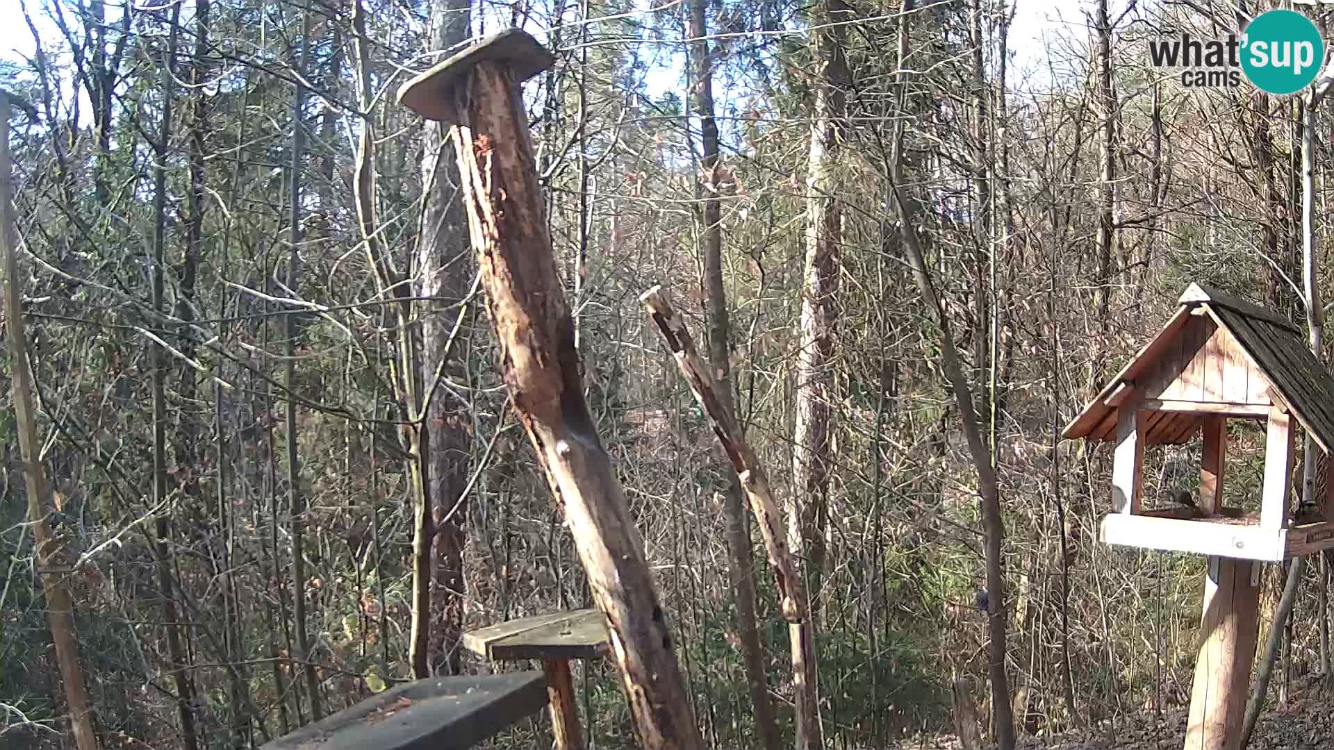 Hranilice za ptice u ZOO web kamera Ljubljana