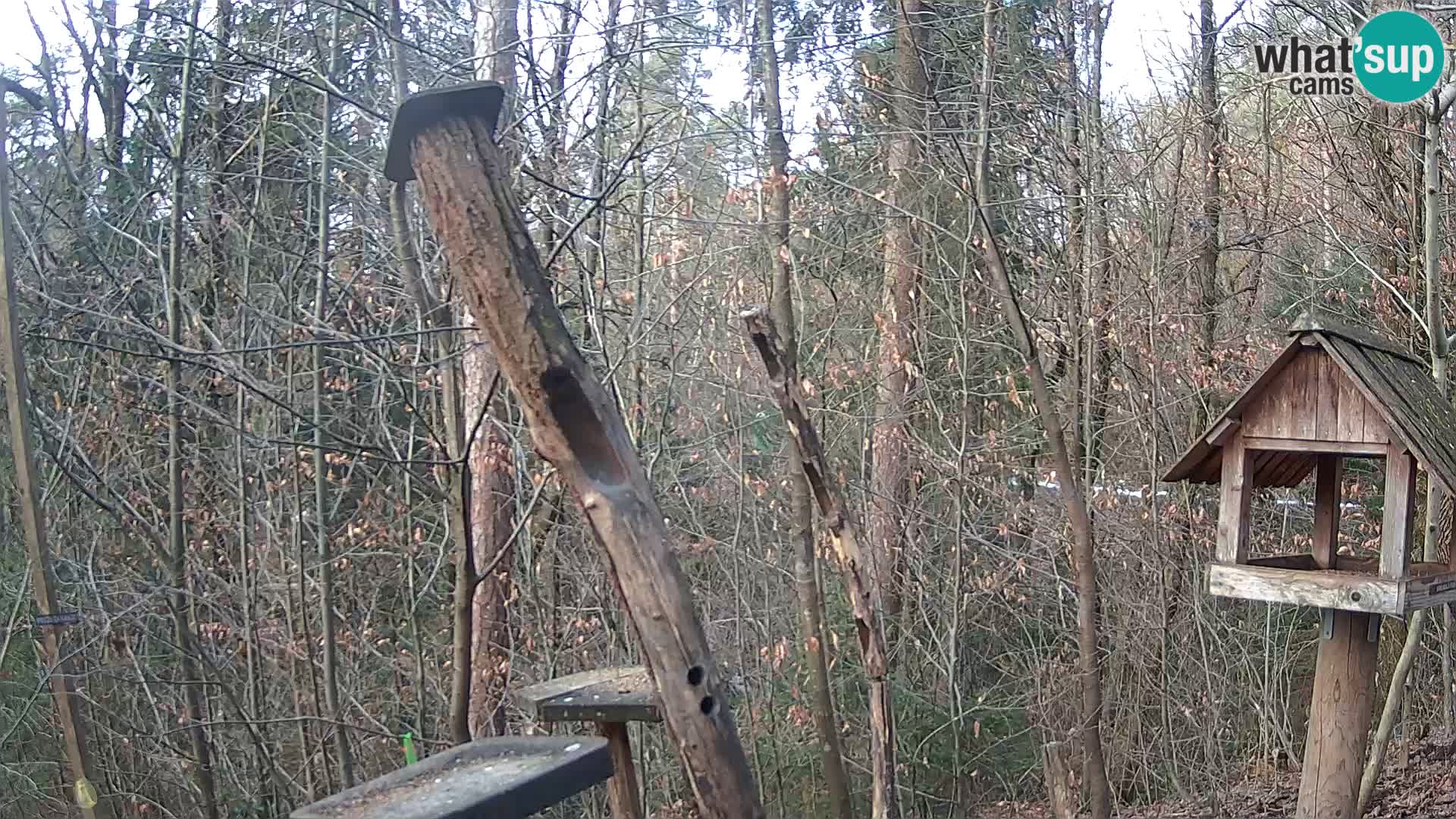 Vogelfutterhäuschen im ZOO webcam Ljubljana
