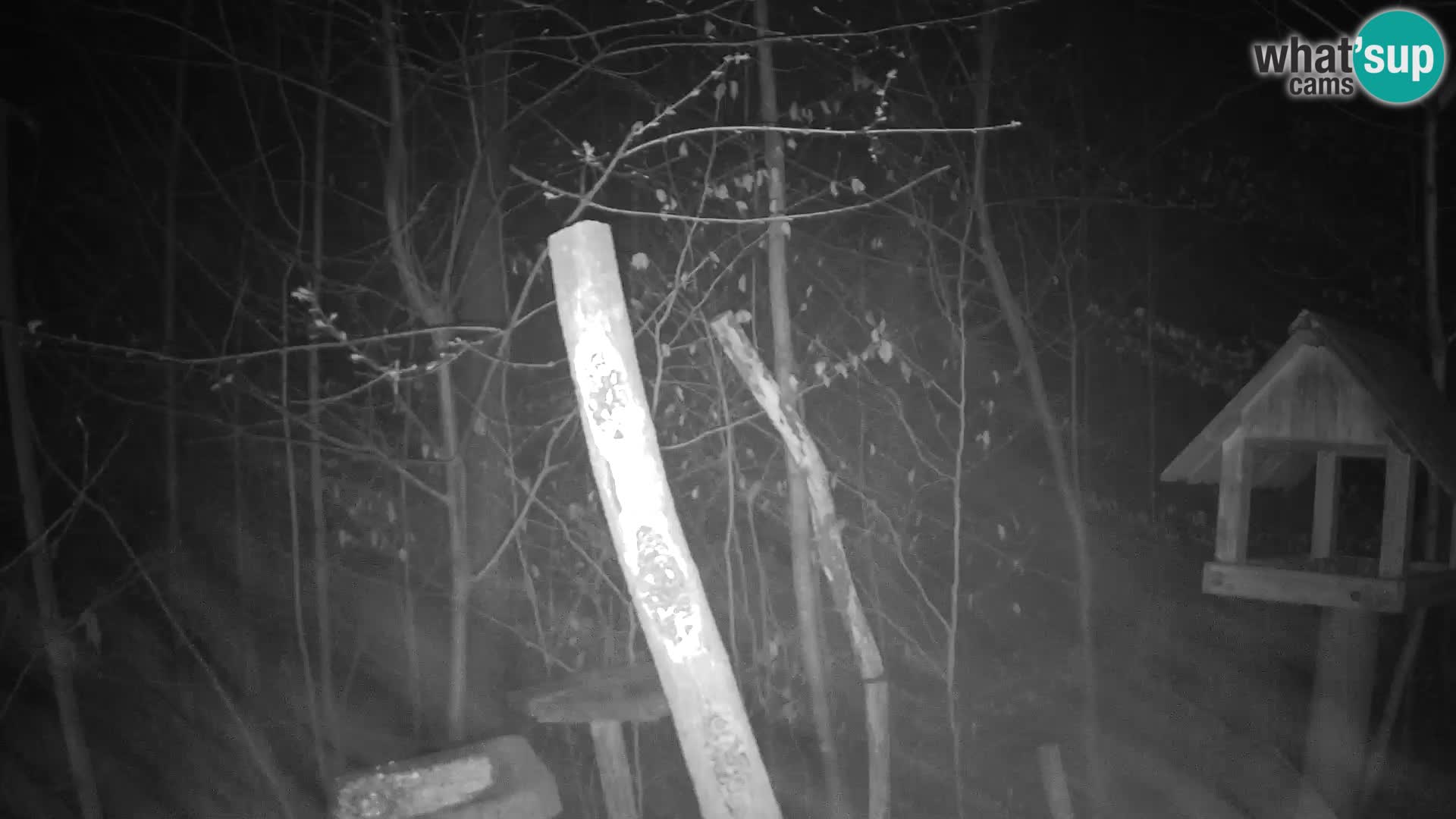 Mangiatoie per uccelli allo ZOO di Lubiana livecam