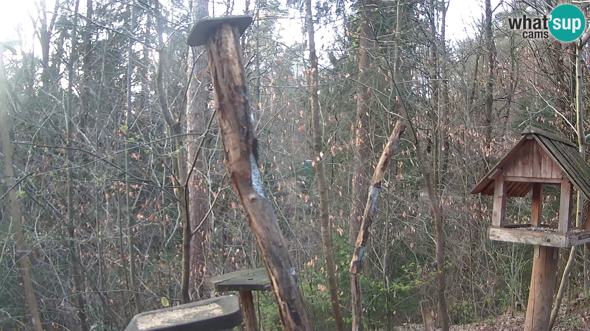 Vogelfutterhäuschen im ZOO webcam Ljubljana