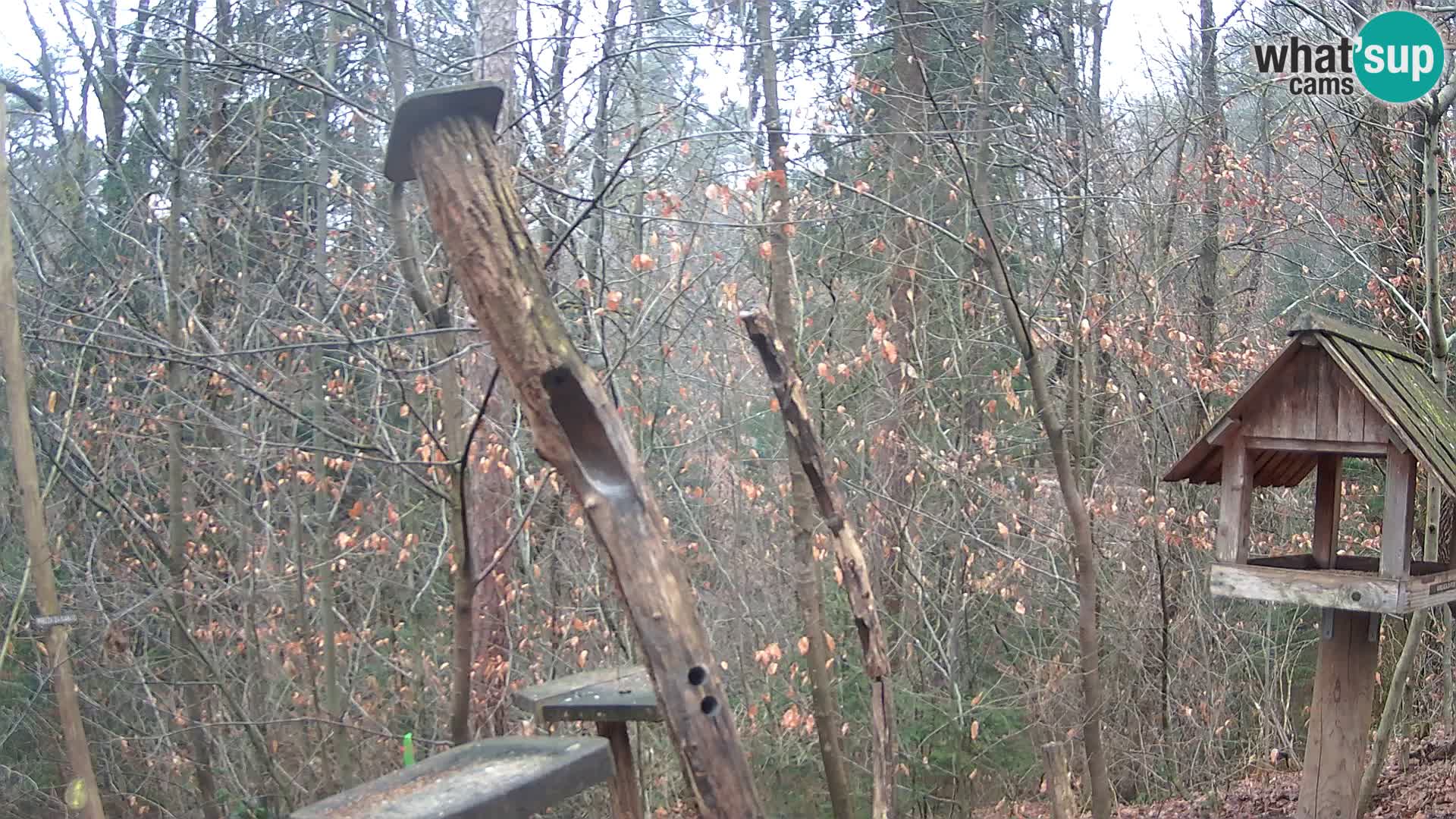 Hranilice za ptice u ZOO web kamera Ljubljana