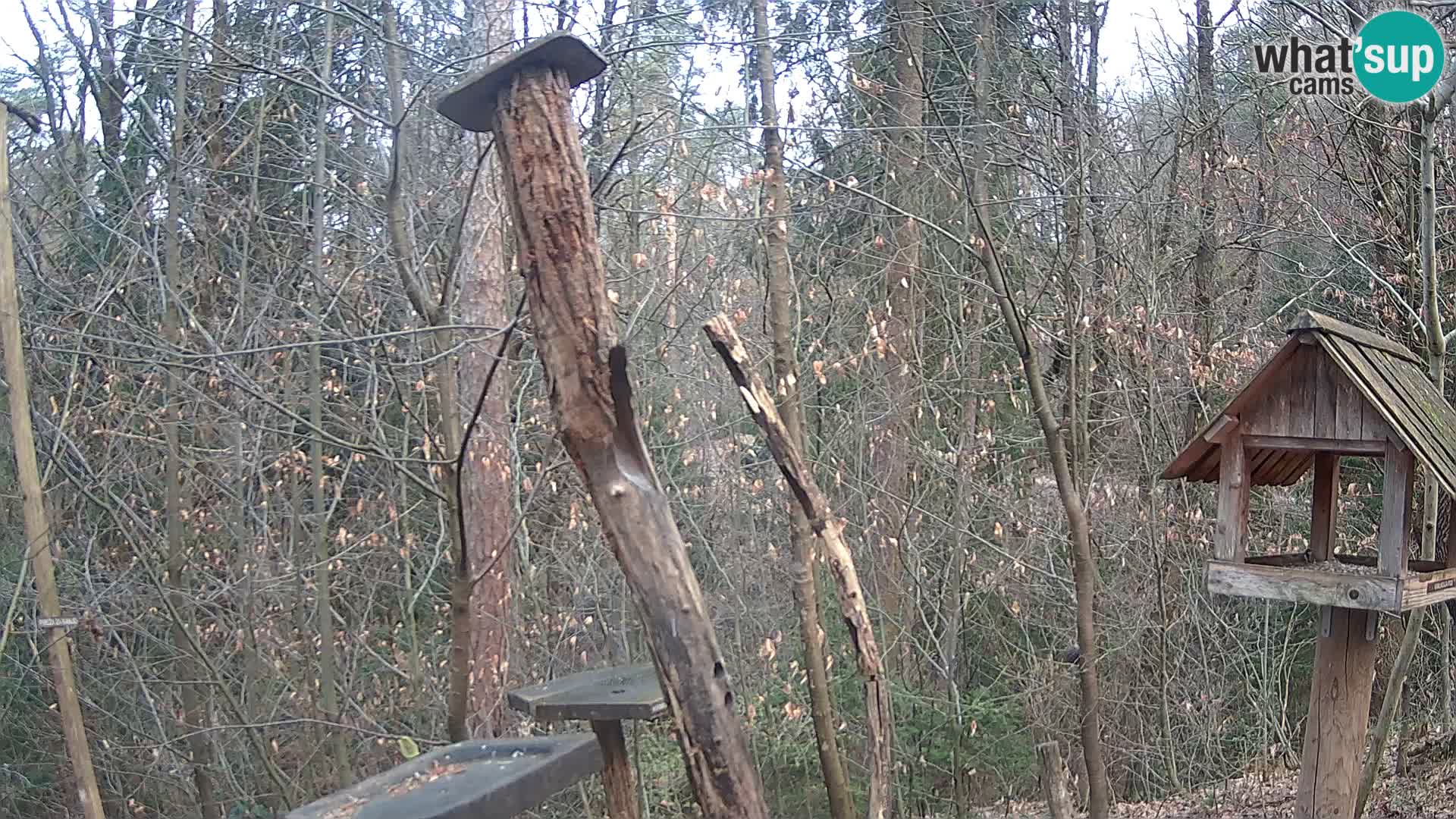 Krmilnice za ptiče v ZOO Ljubljana spletna kamera