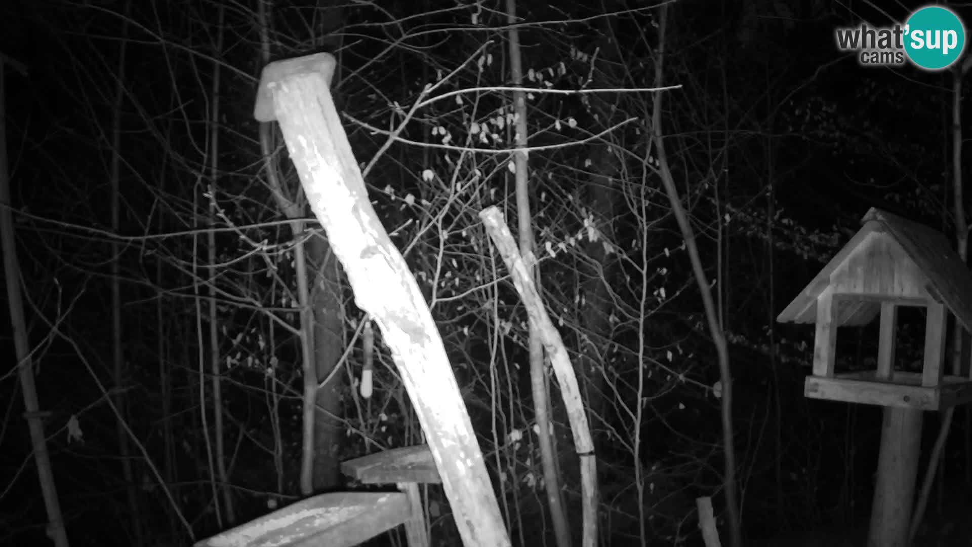 Mangeoires pour oiseaux au ZOO live webcam Ljubljana