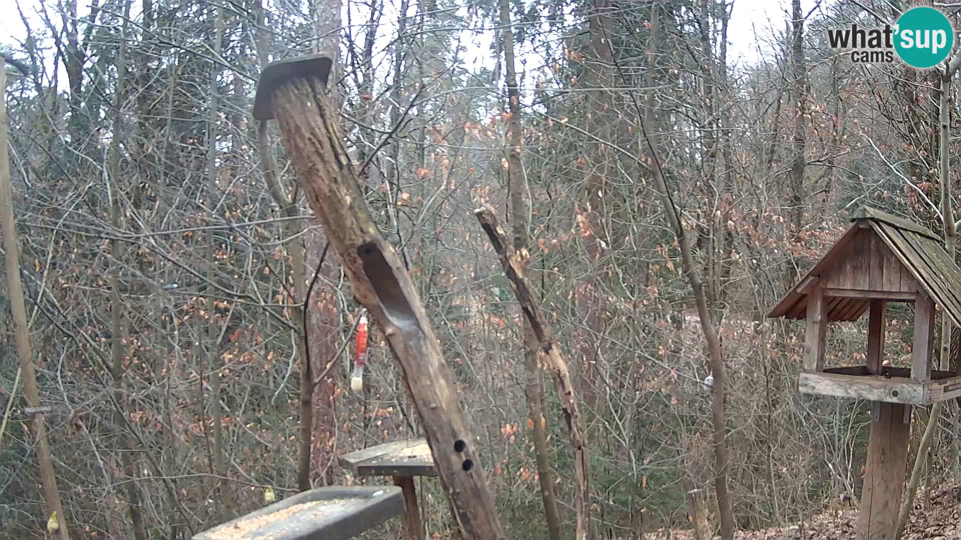 Mangeoires pour oiseaux au ZOO live webcam Ljubljana