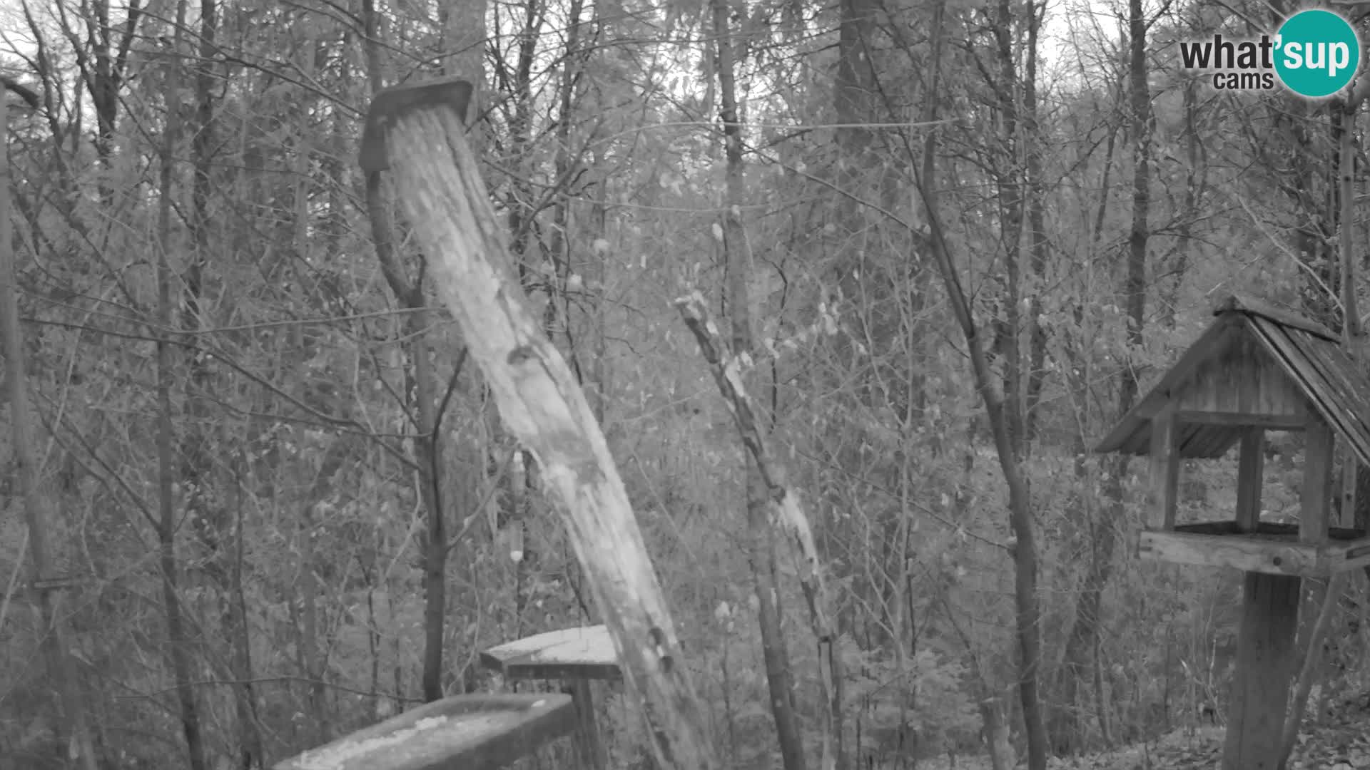 Mangiatoie per uccelli allo ZOO di Lubiana livecam