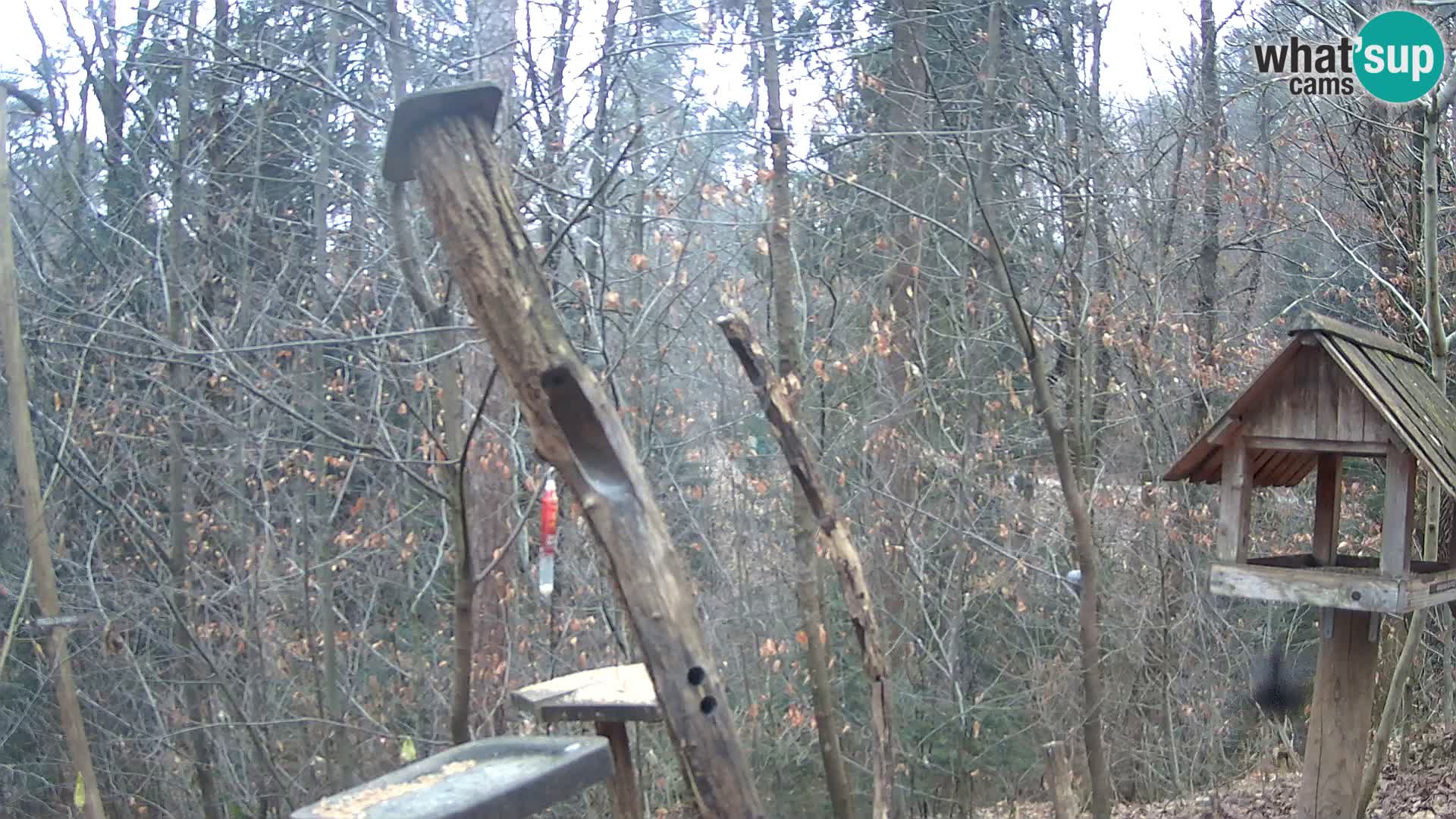 Vogelfutterhäuschen im ZOO webcam Ljubljana