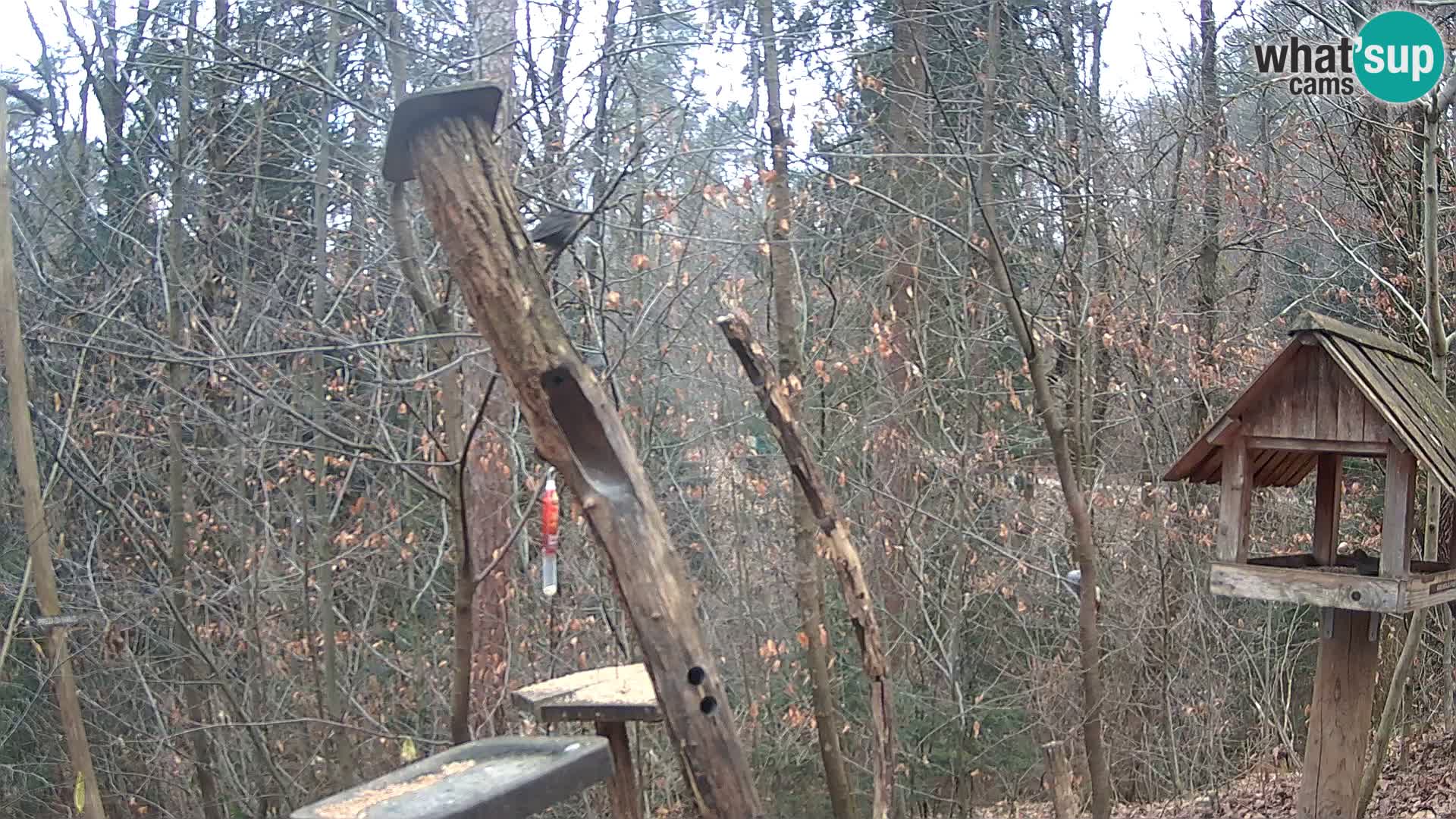 Mangiatoie per uccelli allo ZOO di Lubiana livecam