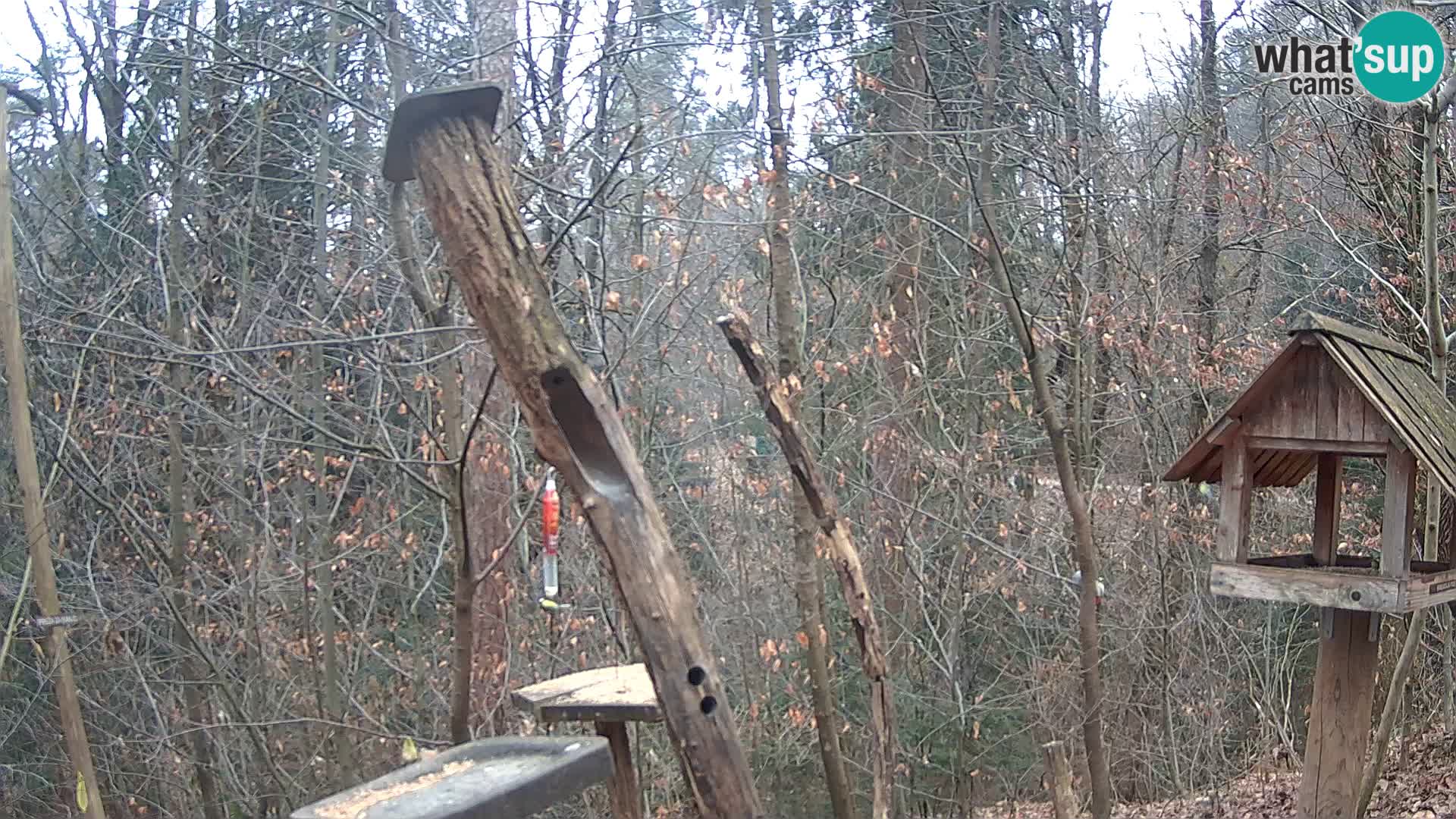 Vogelfutterhäuschen im ZOO webcam Ljubljana