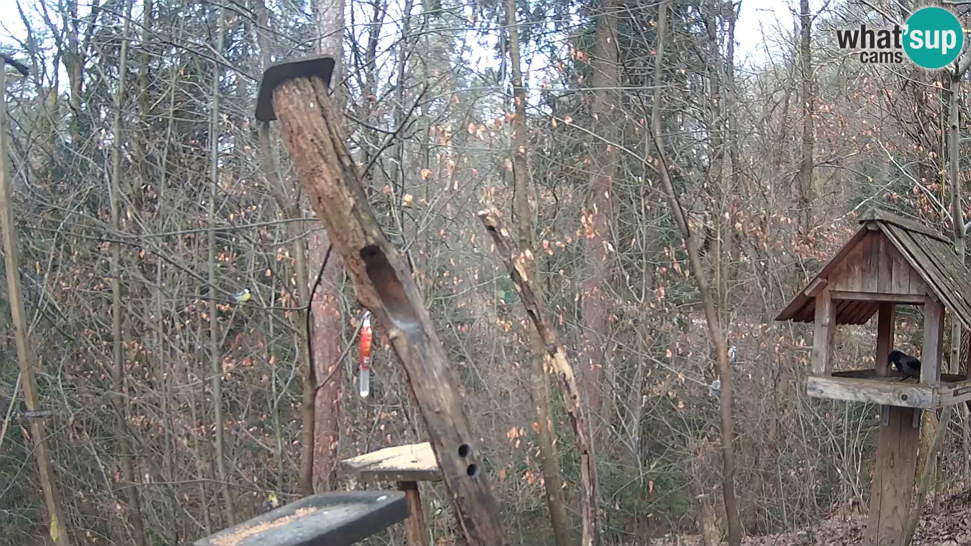 Bird feeders at ZOO Ljubljana webcam