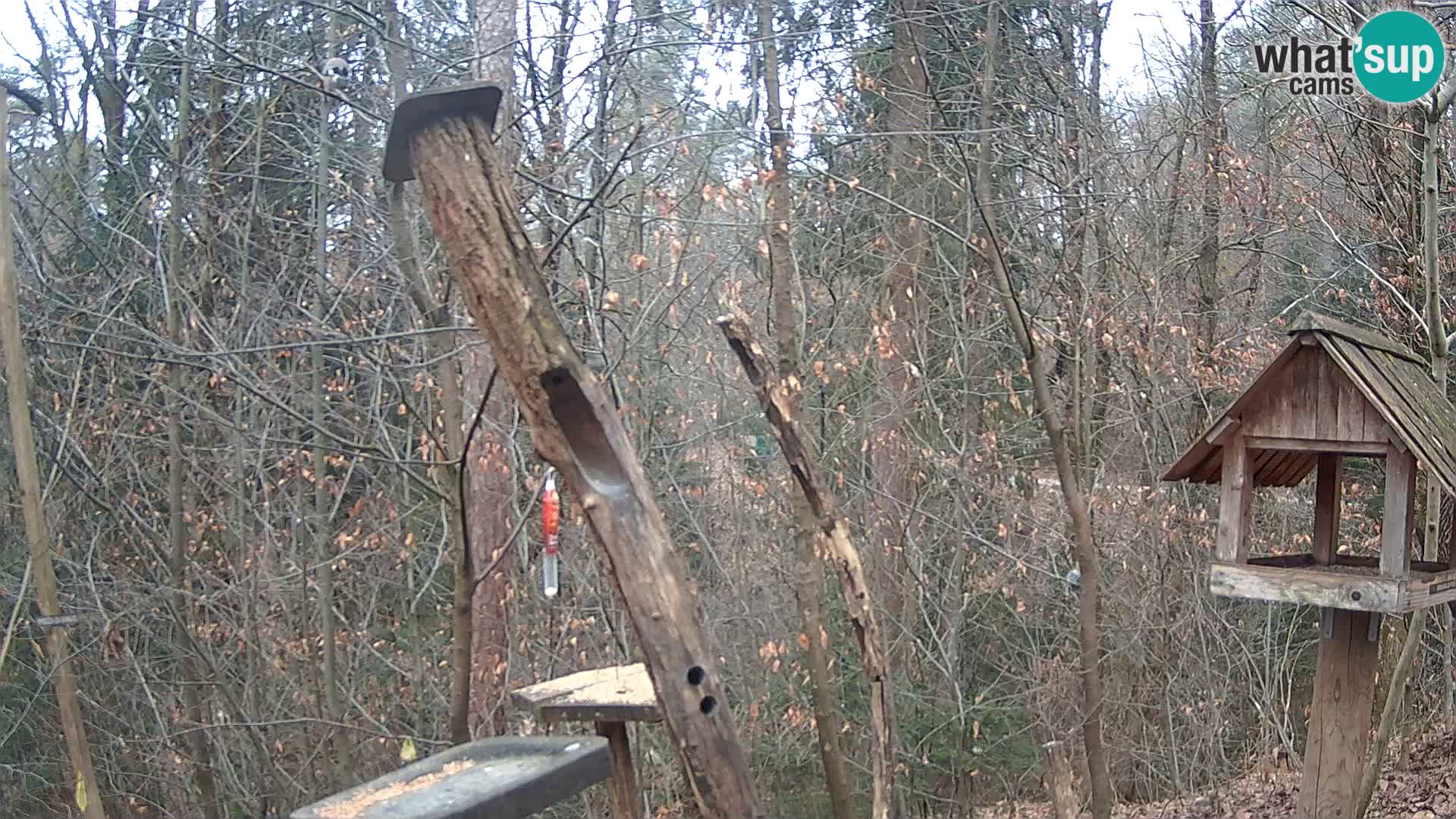 Mangiatoie per uccelli allo ZOO di Lubiana livecam