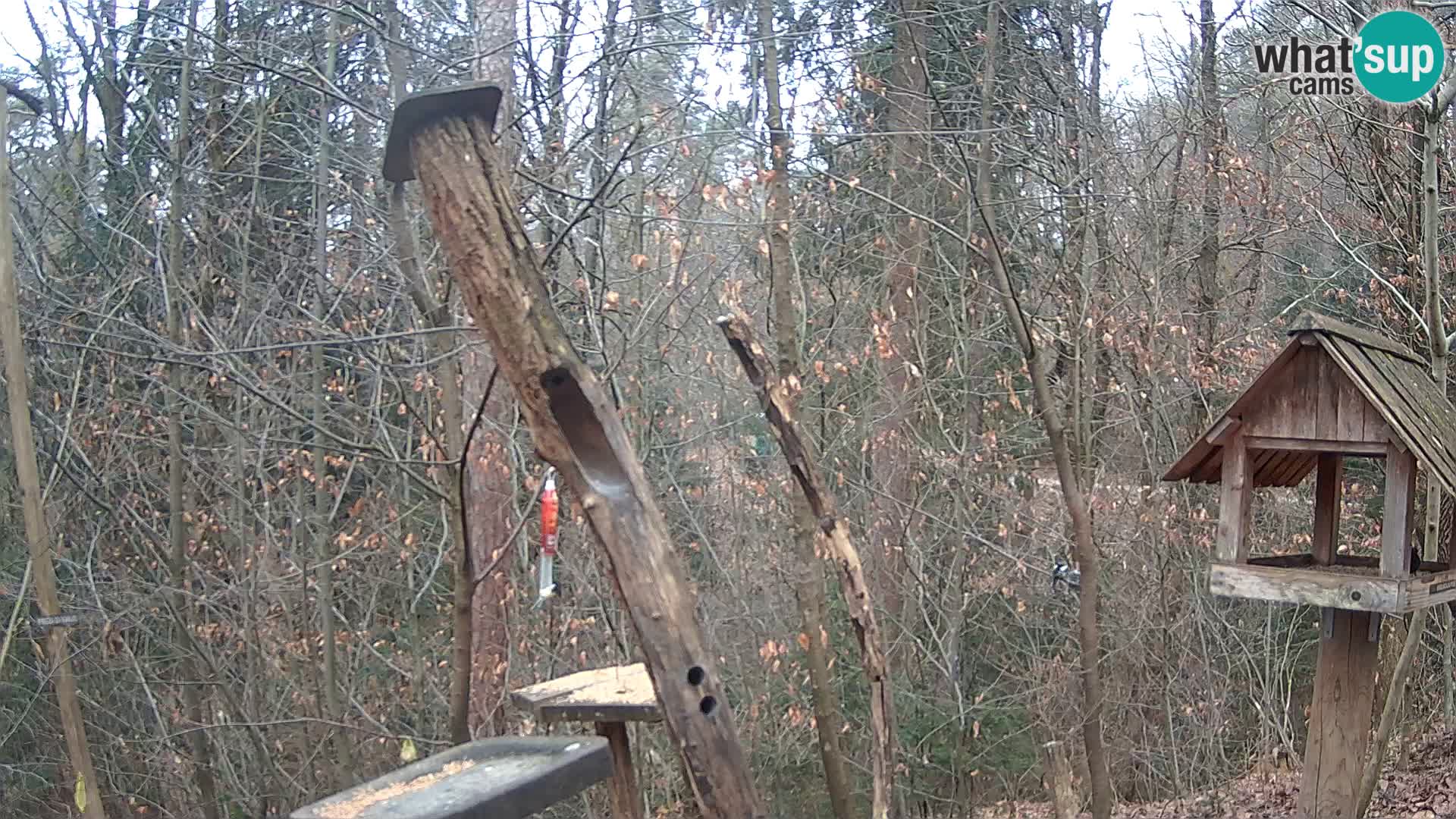 Comederos para pájaros en ZOO Ljubljana camera en vivo