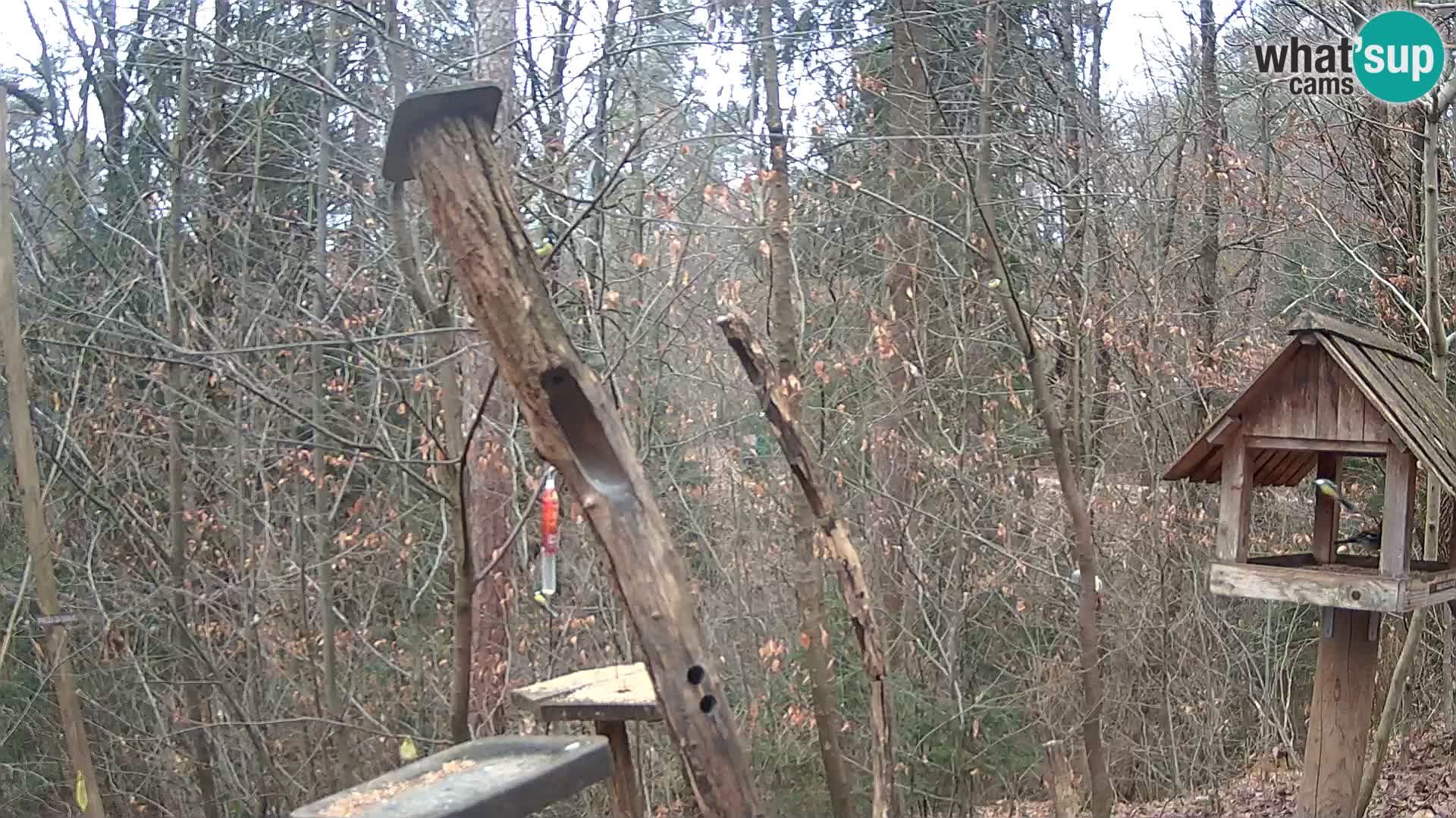 Bird feeders at ZOO Ljubljana webcam