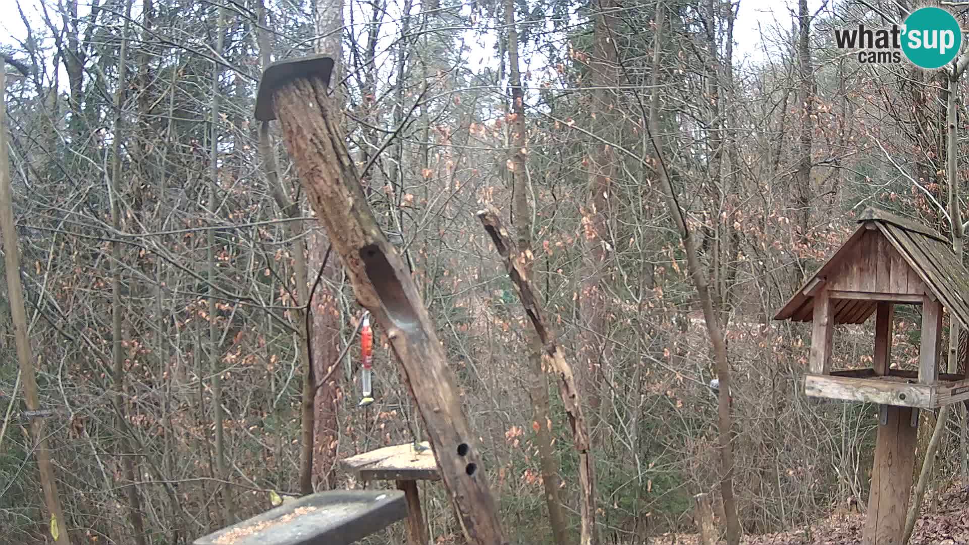 Mangeoires pour oiseaux au ZOO live webcam Ljubljana