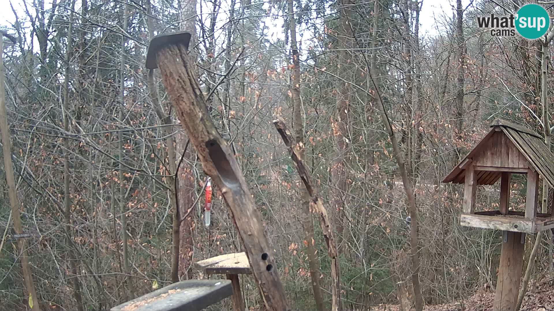 Mangeoires pour oiseaux au ZOO live webcam Ljubljana
