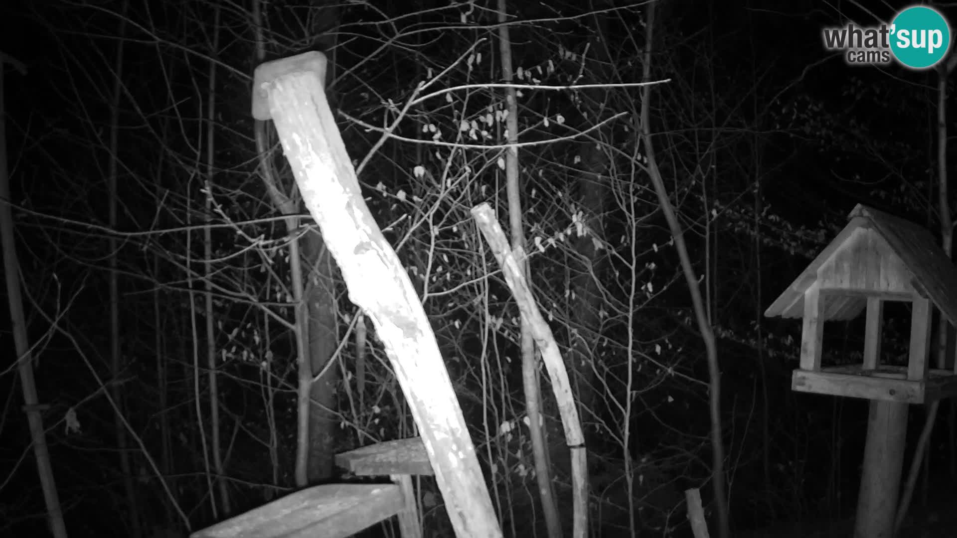 Bird feeders at ZOO Ljubljana webcam