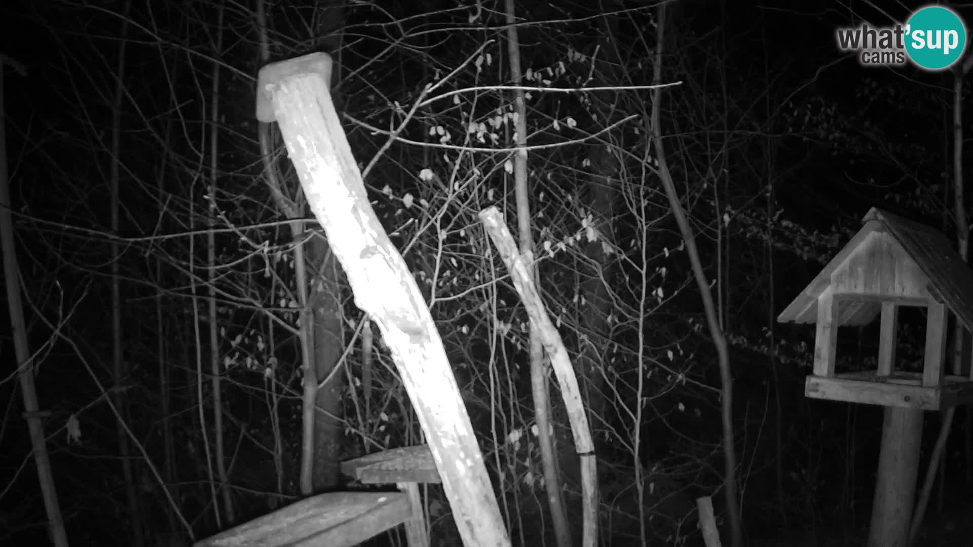 Krmilnice za ptiče v ZOO Ljubljana spletna kamera