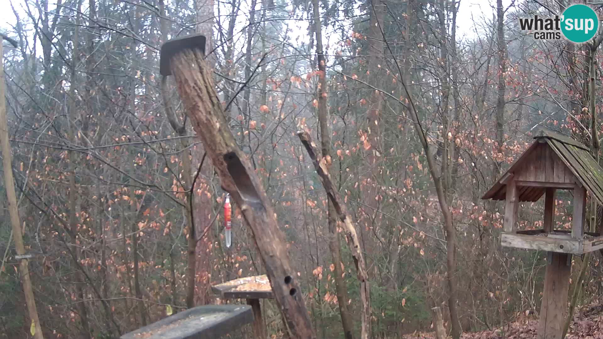 Hranilice za ptice u ZOO web kamera Ljubljana