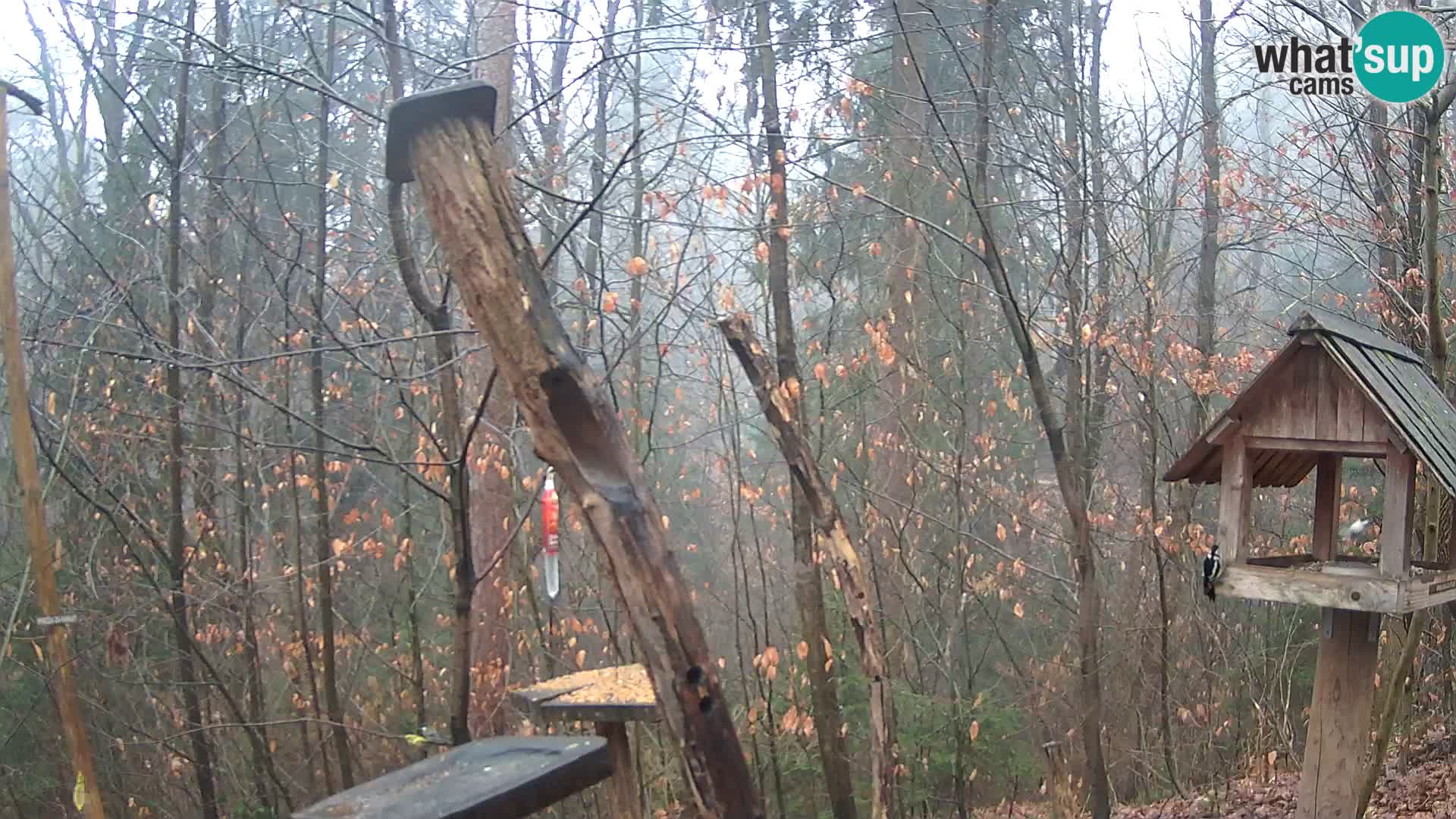 Hranilice za ptice u ZOO web kamera Ljubljana