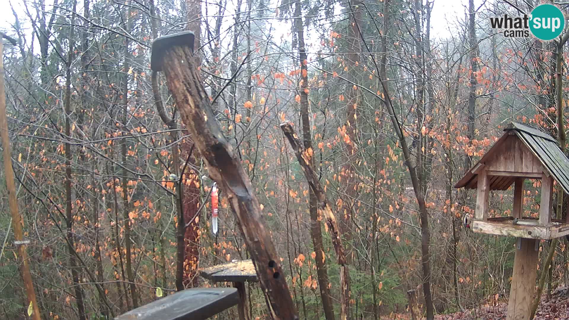 Krmilnice za ptiče v ZOO Ljubljana spletna kamera